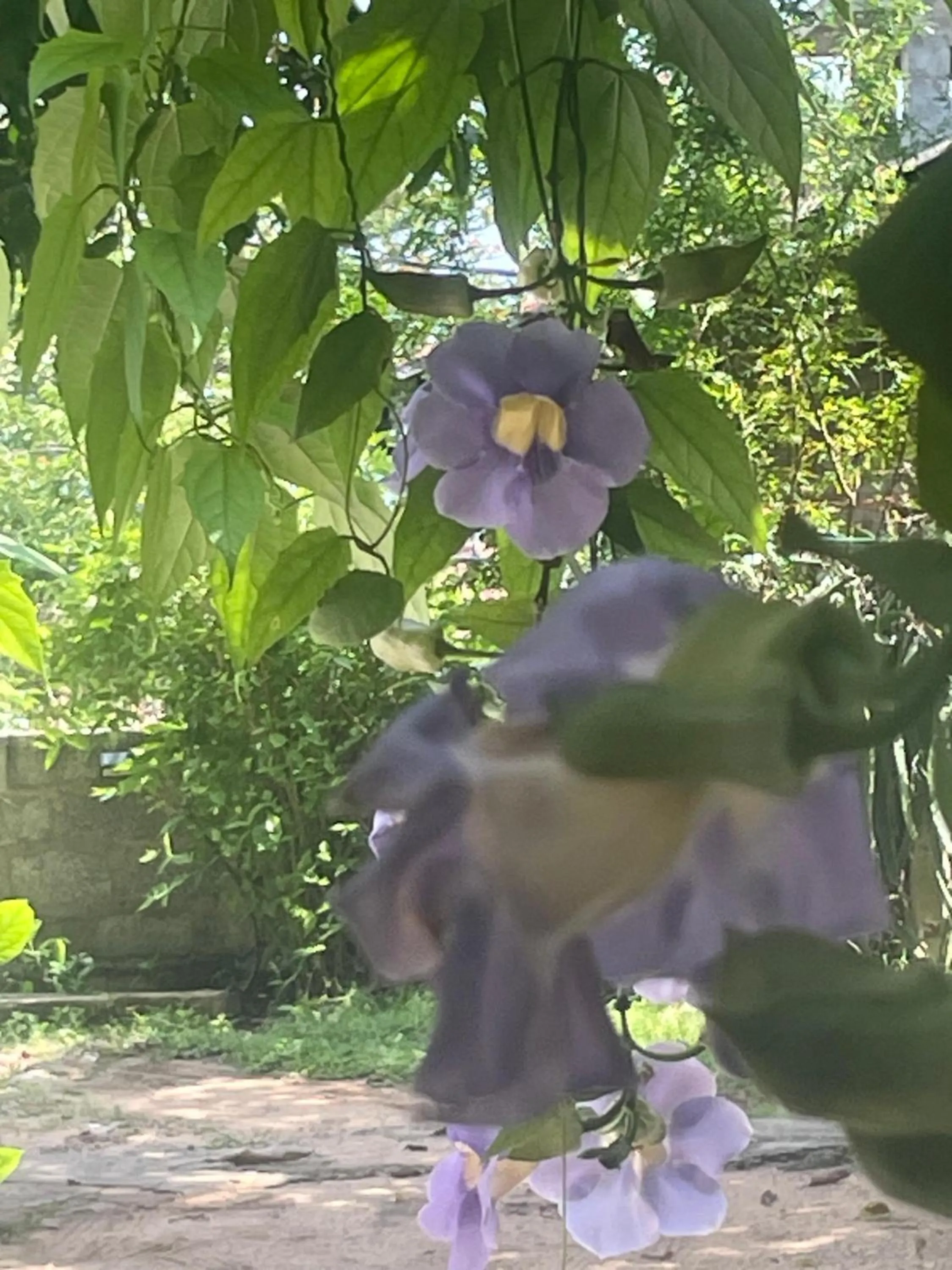 Garden view in Ananda Home Stay and Restaurant