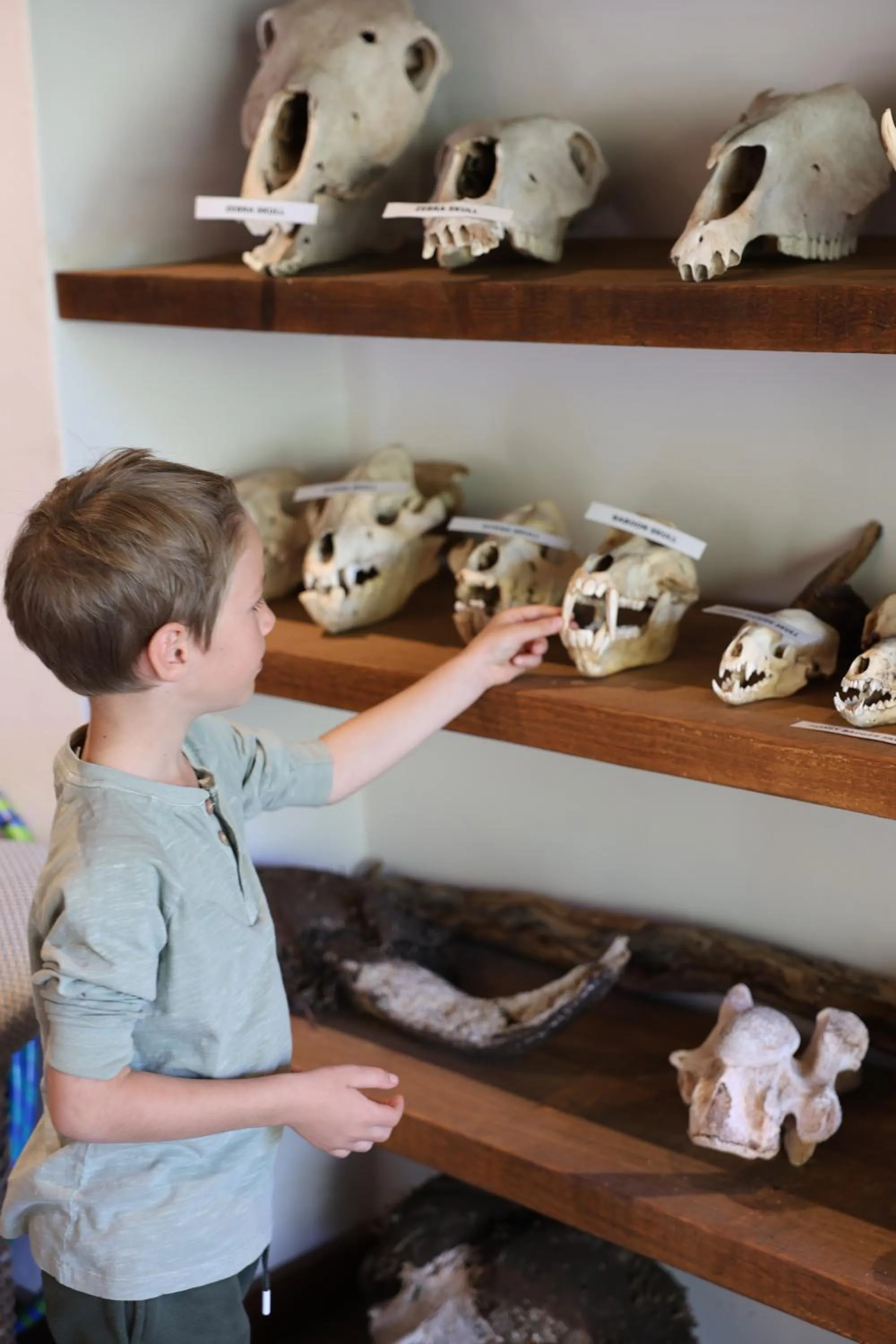 Activities in Madikwe Safari Lodge