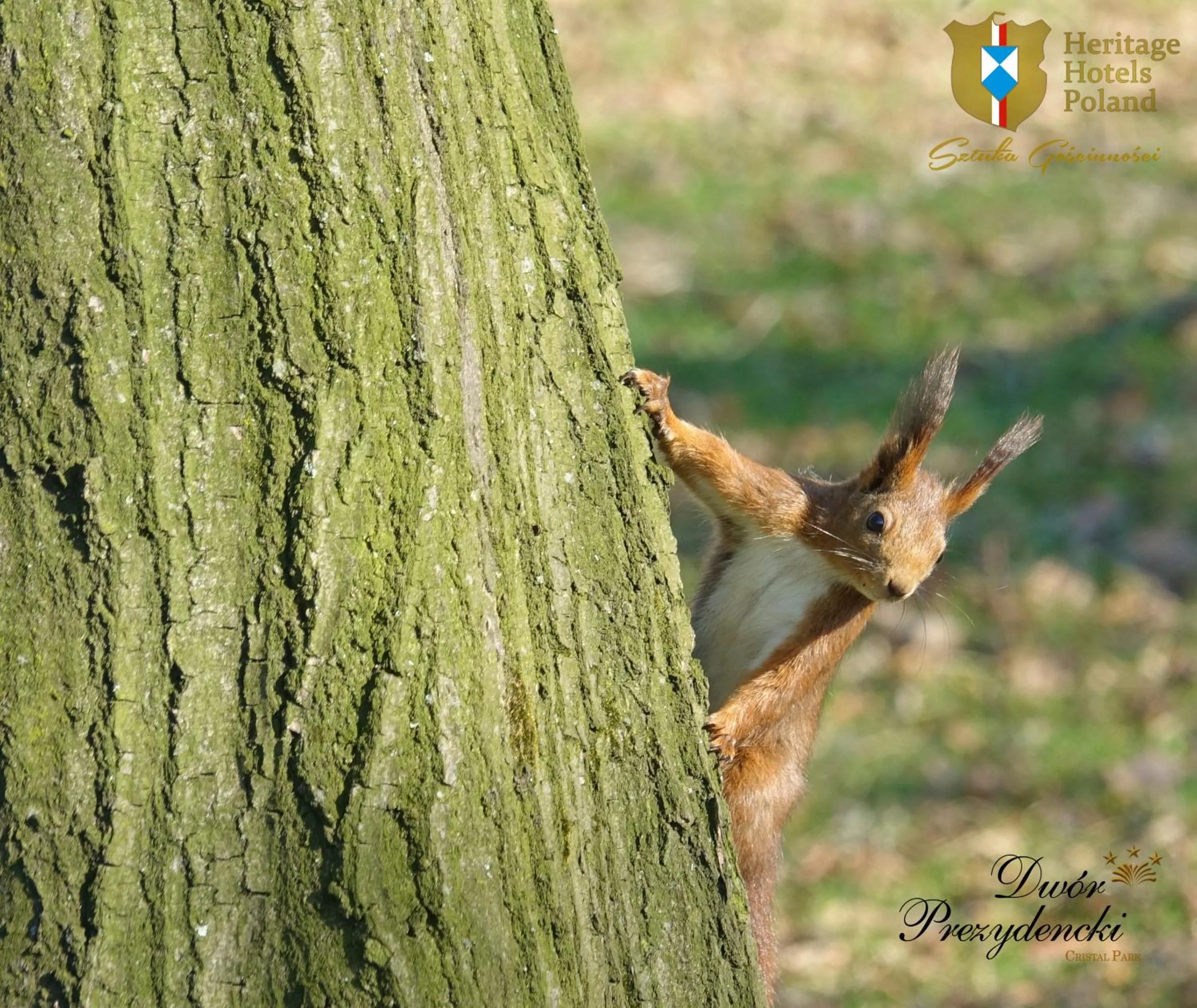 Animals in Dwór Prezydencki Boutique Hotel & SPA