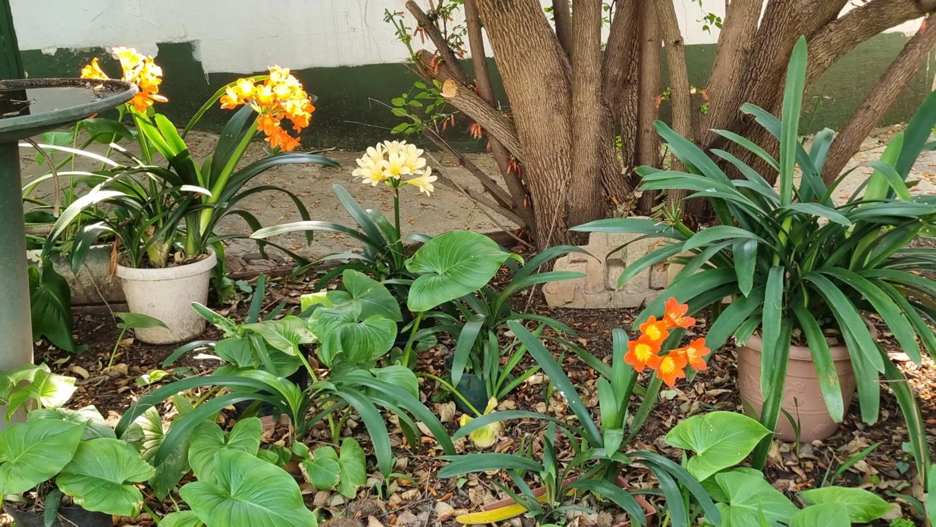 Garden view in Mountain View Country Inn