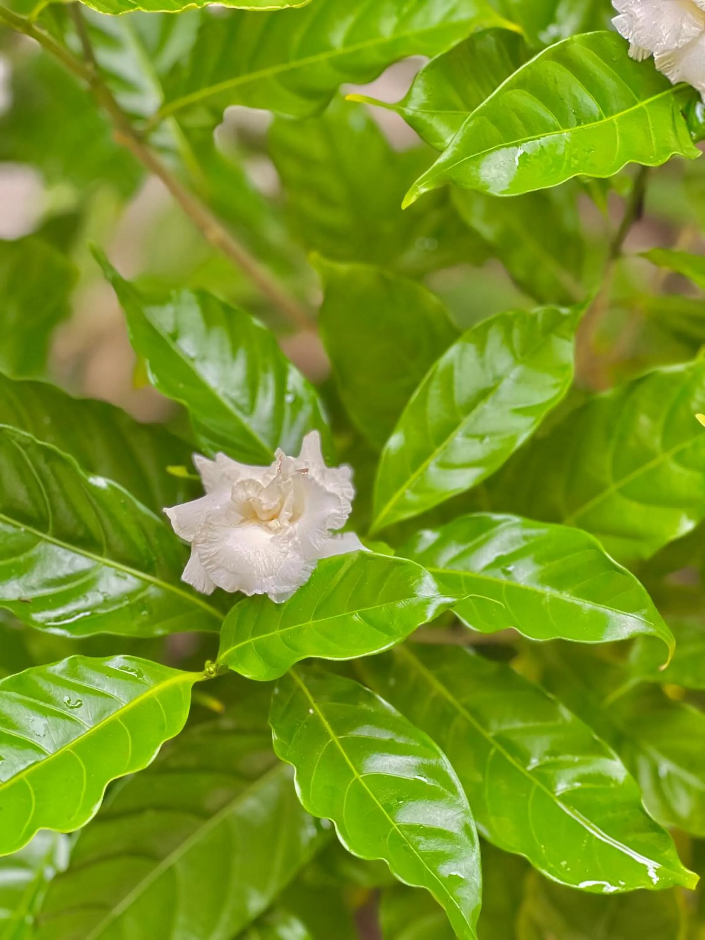 Decorative detail in Jambiani White Sands Bungalows