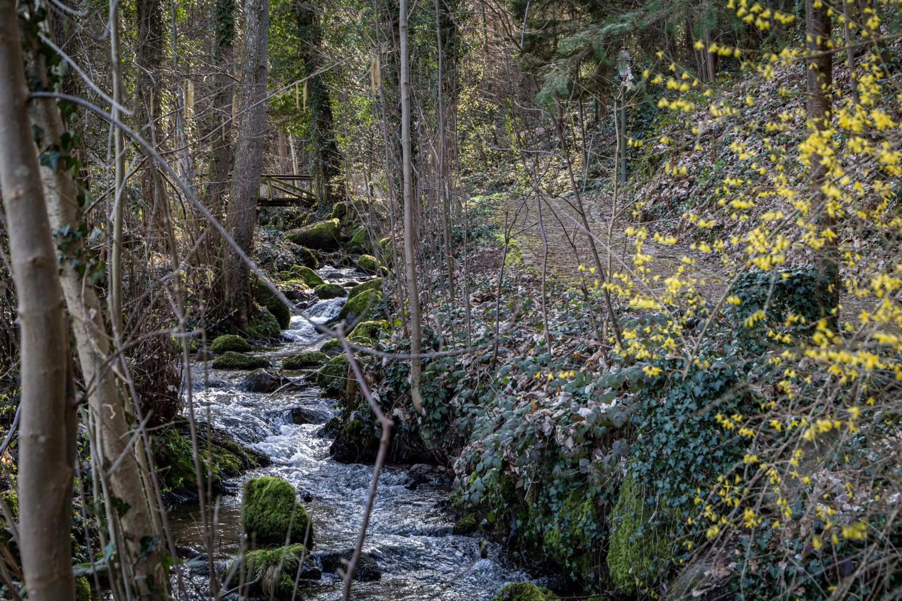 Natural landscape in living TIMELESS - Adler Apartments Sasbachwalden