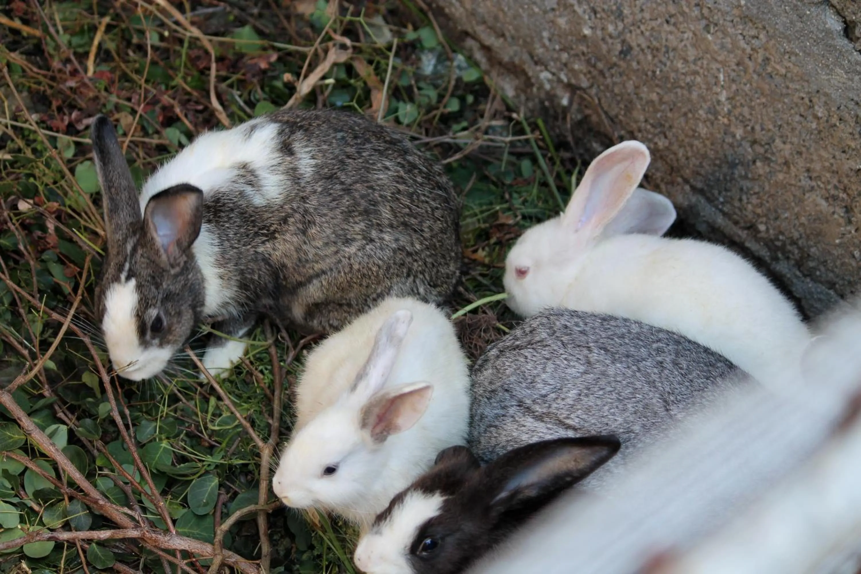 Garden in Residence Foulsafat