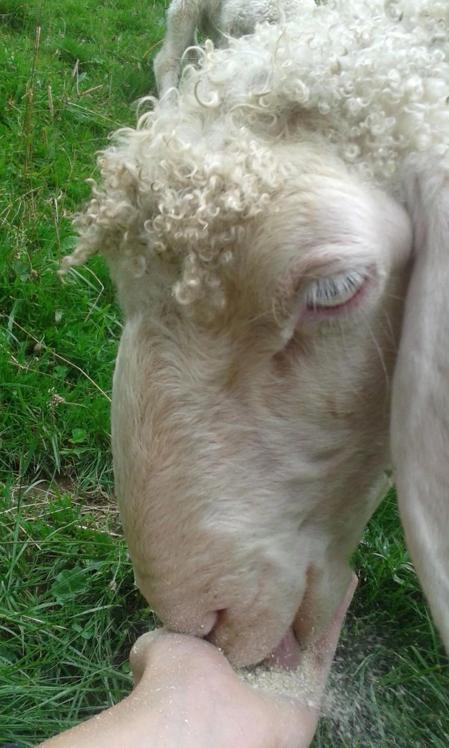 Pets in Haus Erika