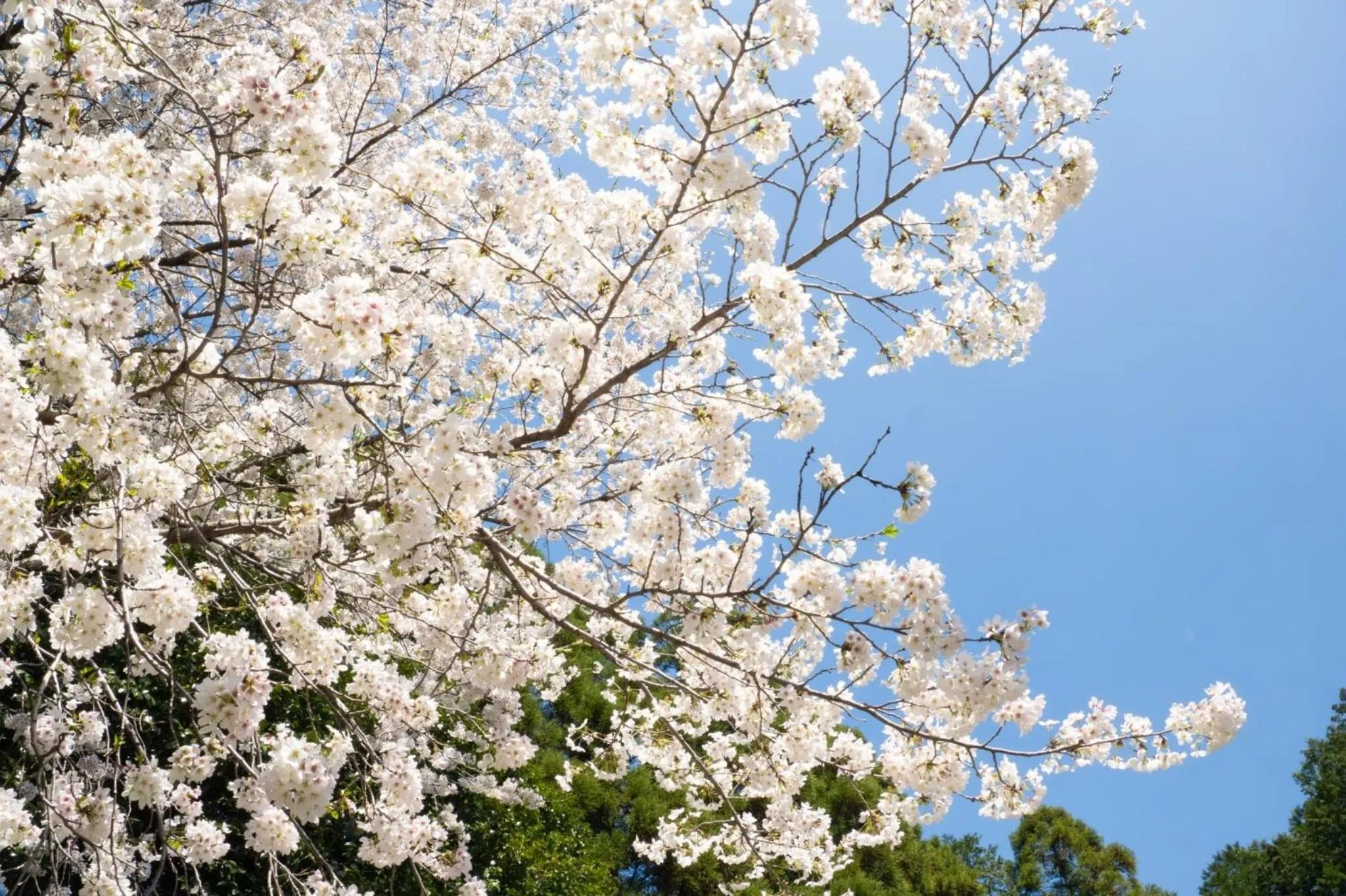 Spring in Higashi Kumamoto Business Center