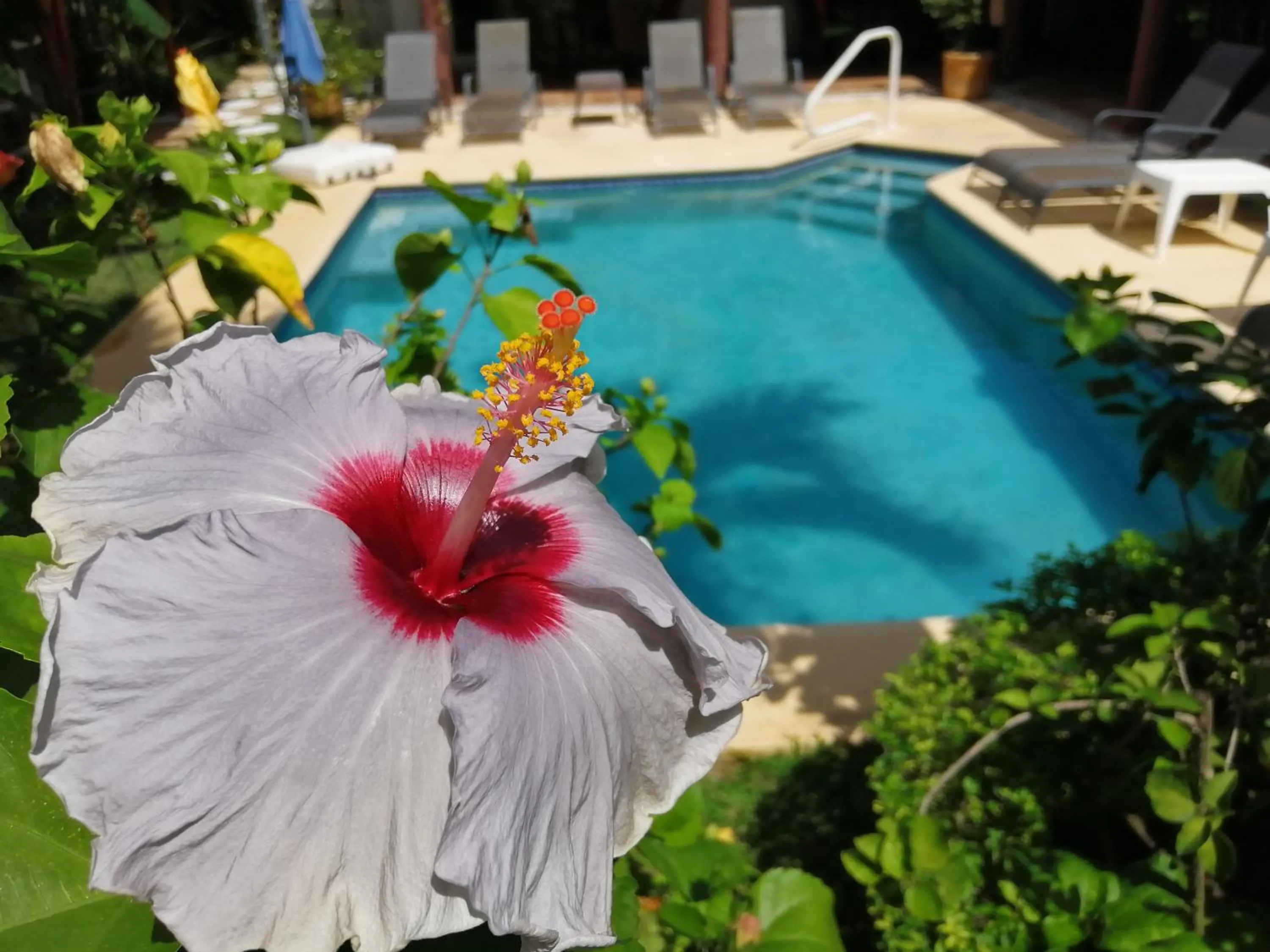 Swimming pool in Villa Botero By Casa Mojito