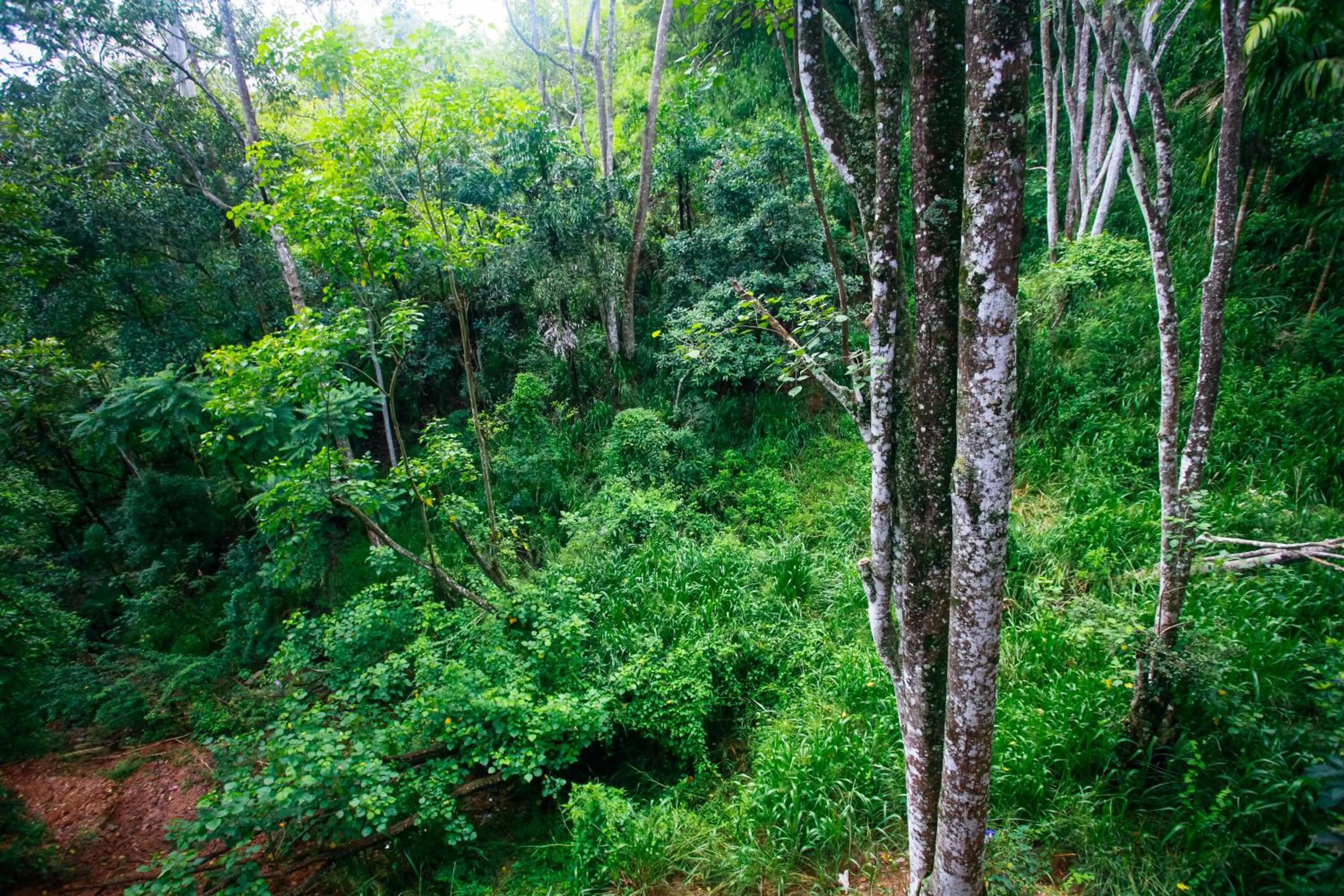 Neighbourhood in Ella Ecolodge