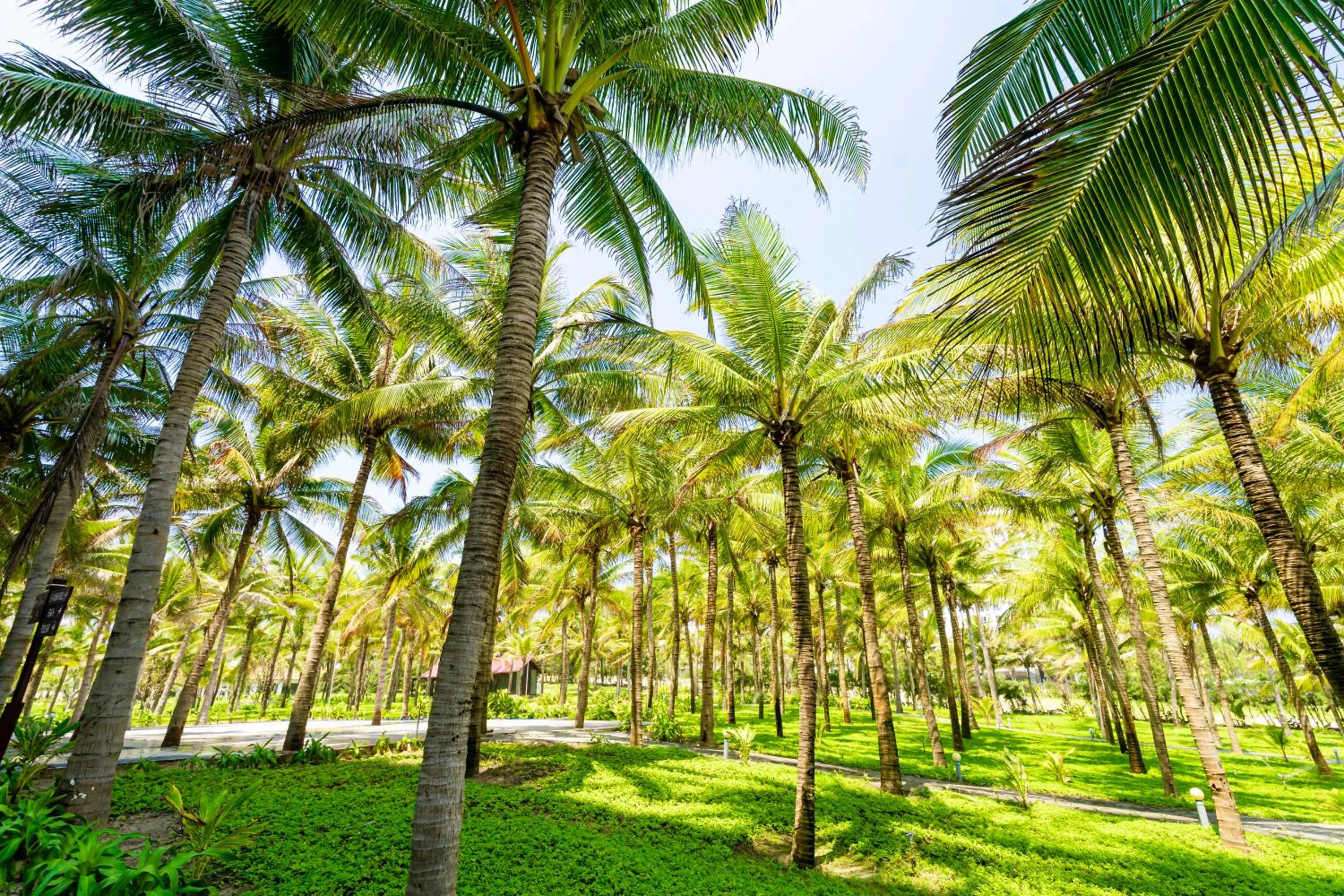Garden in Ocean Waves Resort Cam Ranh