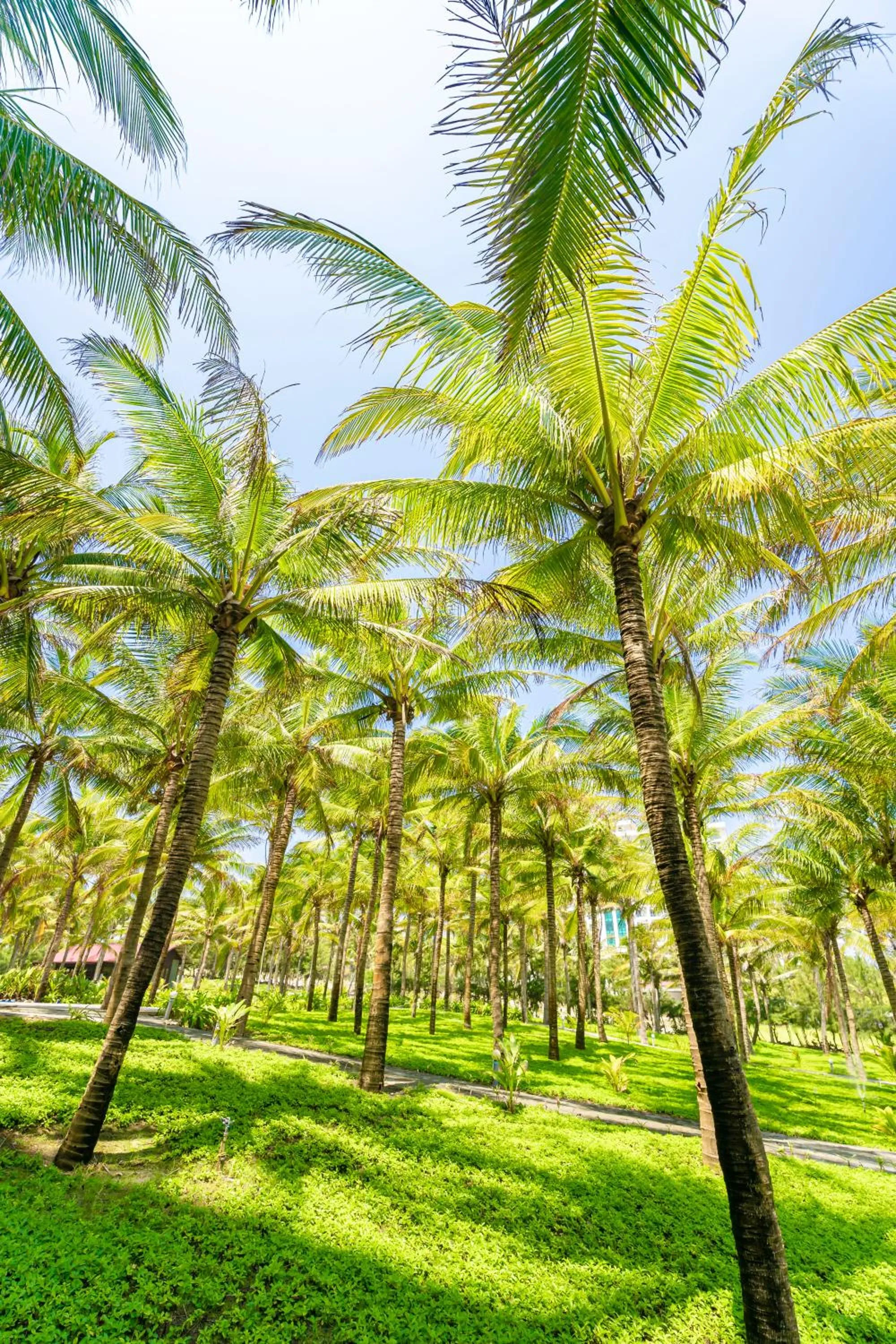 Garden view in Ocean Waves Resort Cam Ranh