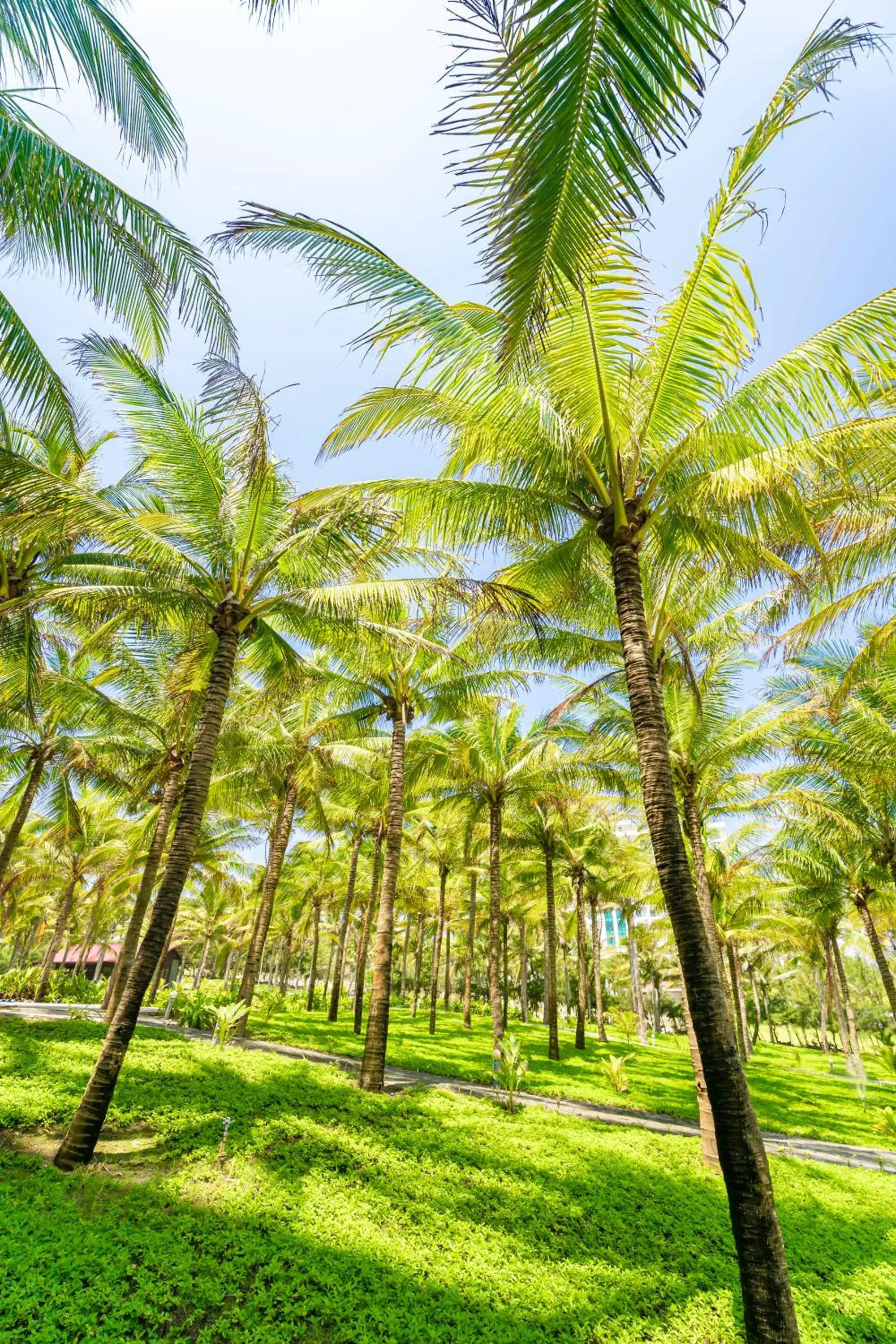 Garden view in Ocean Waves Resort Cam Ranh Garden view in Ocean Waves Resort Cam Ranh