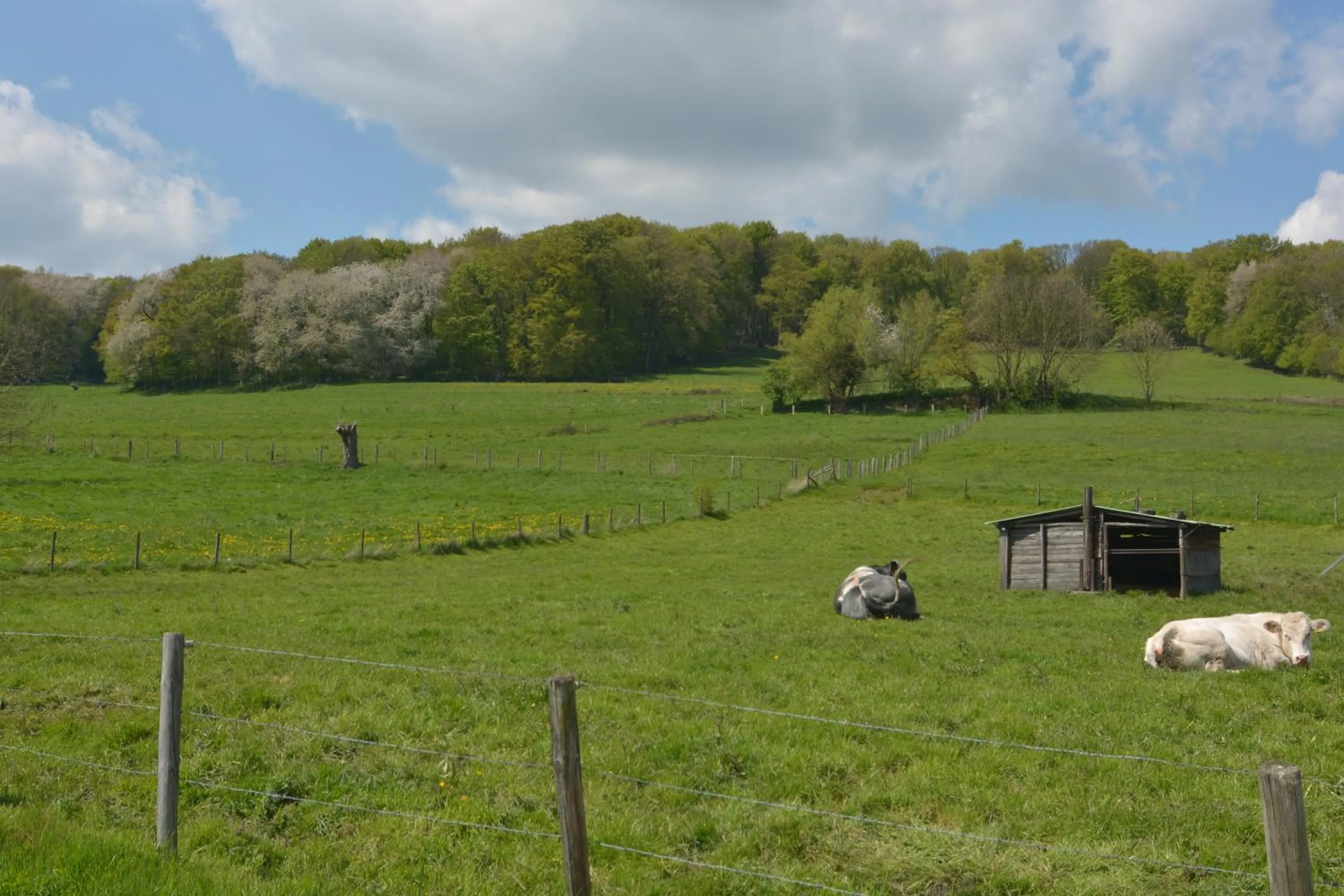 Natural landscape in Aparthotel Ons Epen