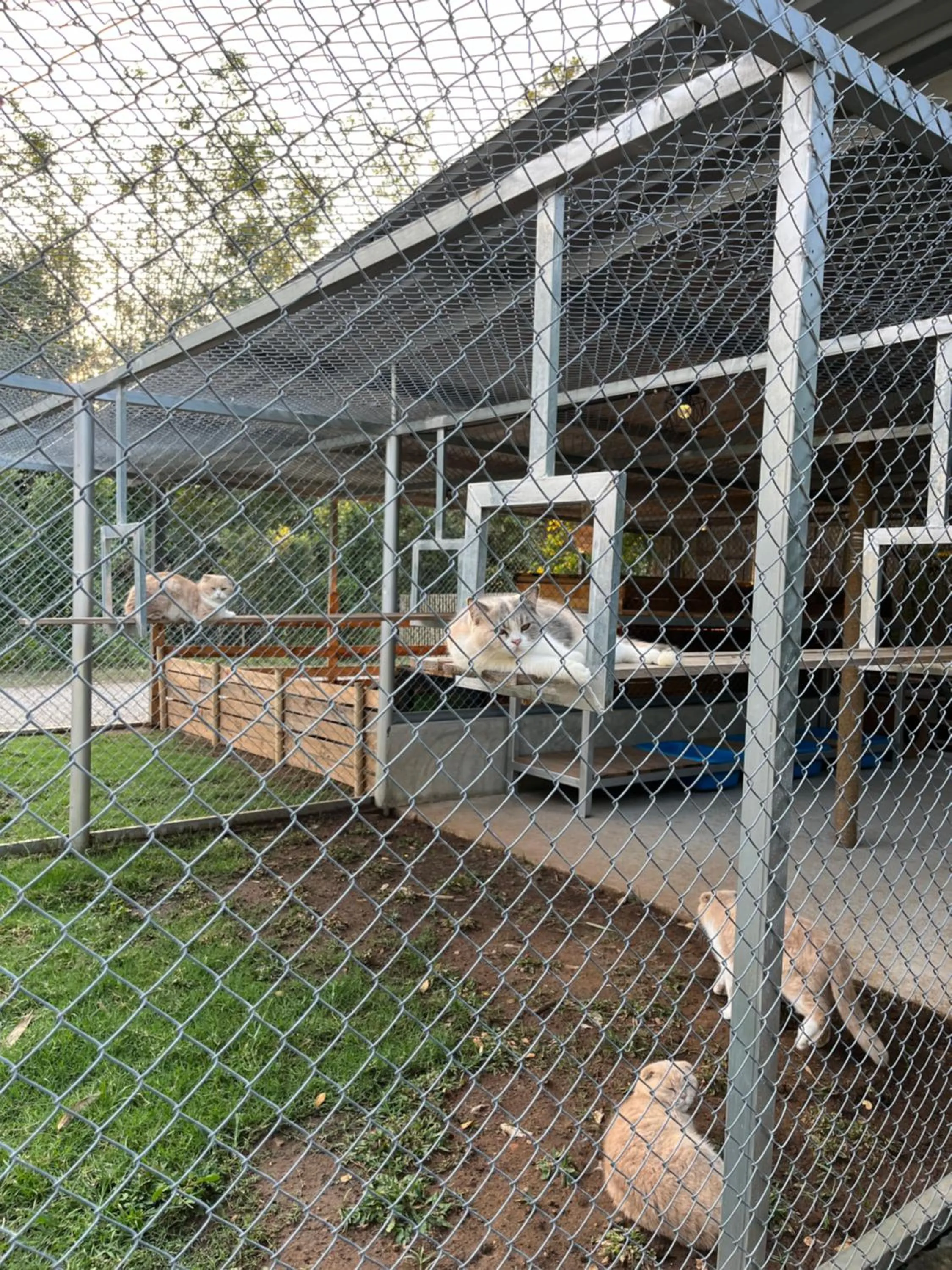 Pets in Isbjorn chiangdao