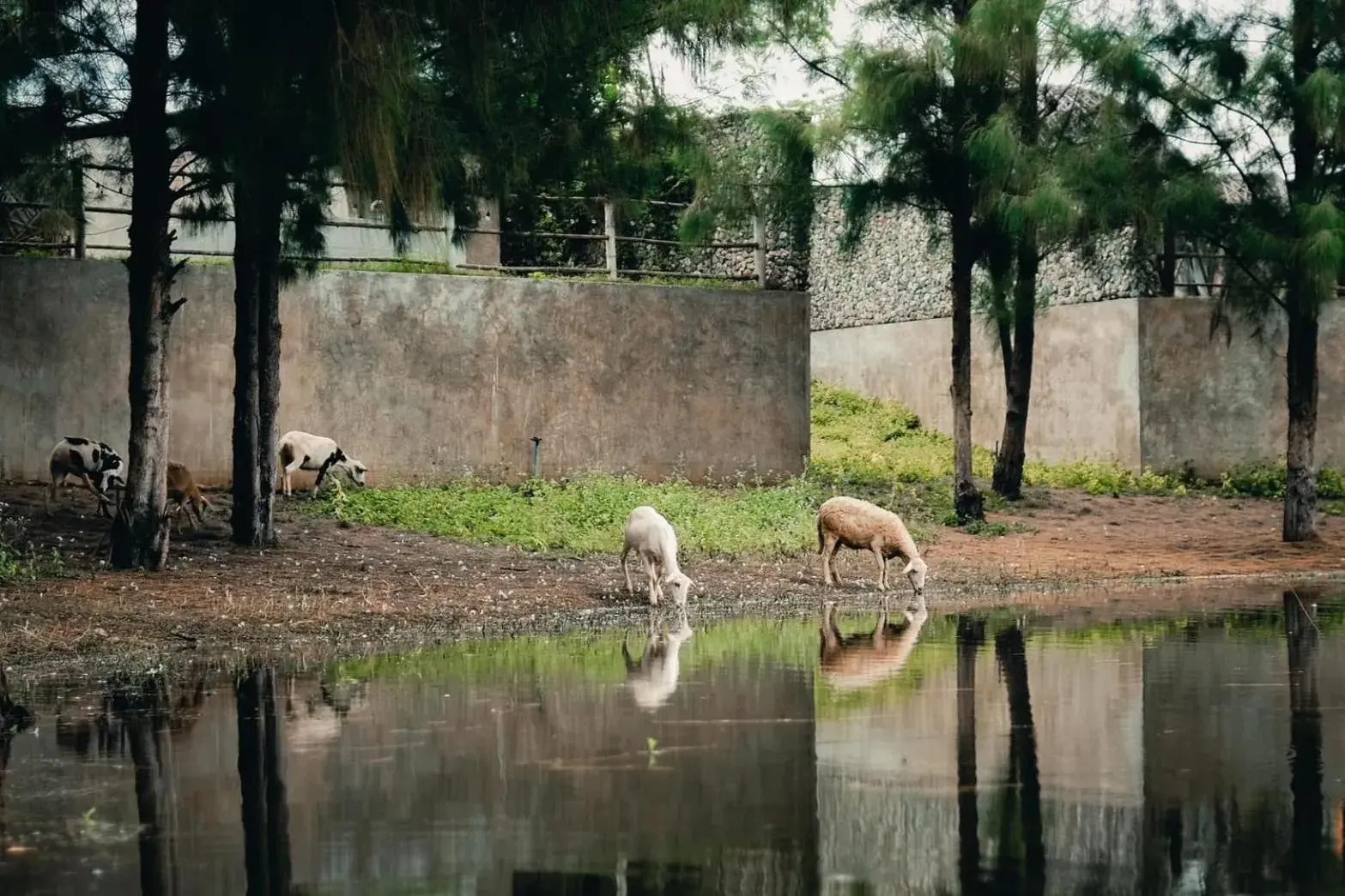 Inner courtyard view in Isbjorn chiangdao Inner courtyard view in Isbjorn chiangdao