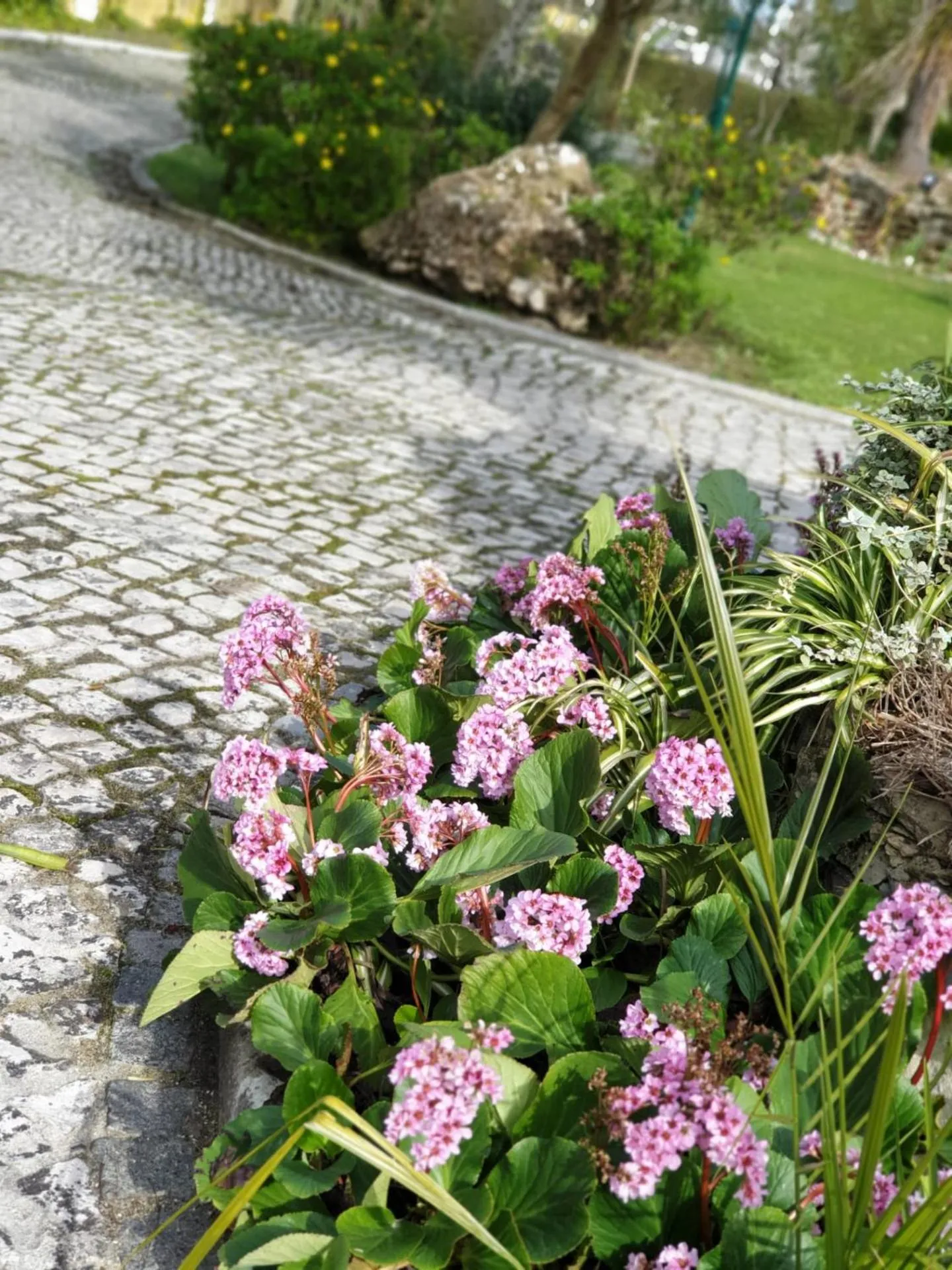 Garden in Quinta Lagus Resort - Casa de Campo