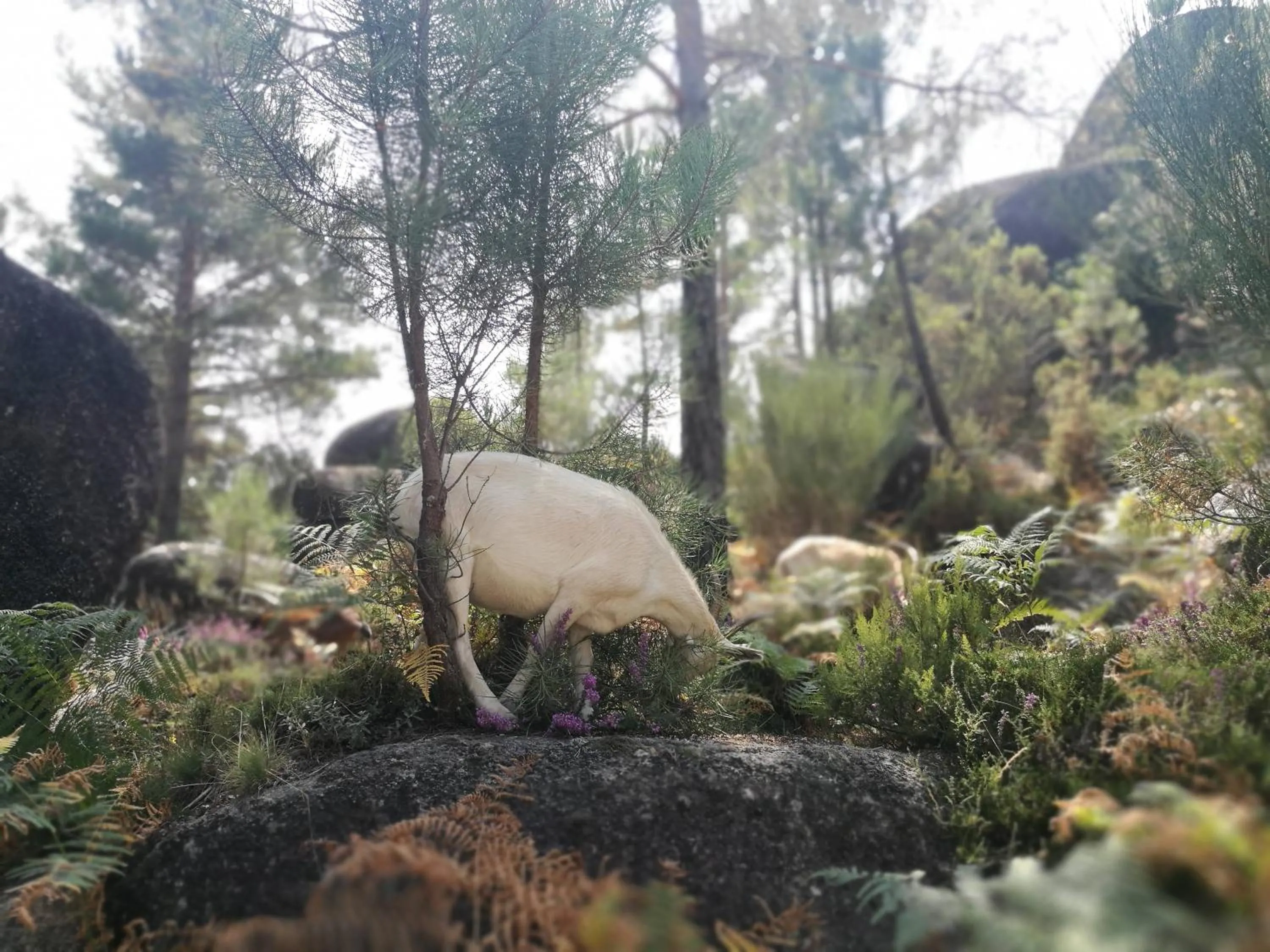 Natural landscape in Casa do Eido - sustainable living & nature experiences Gerês