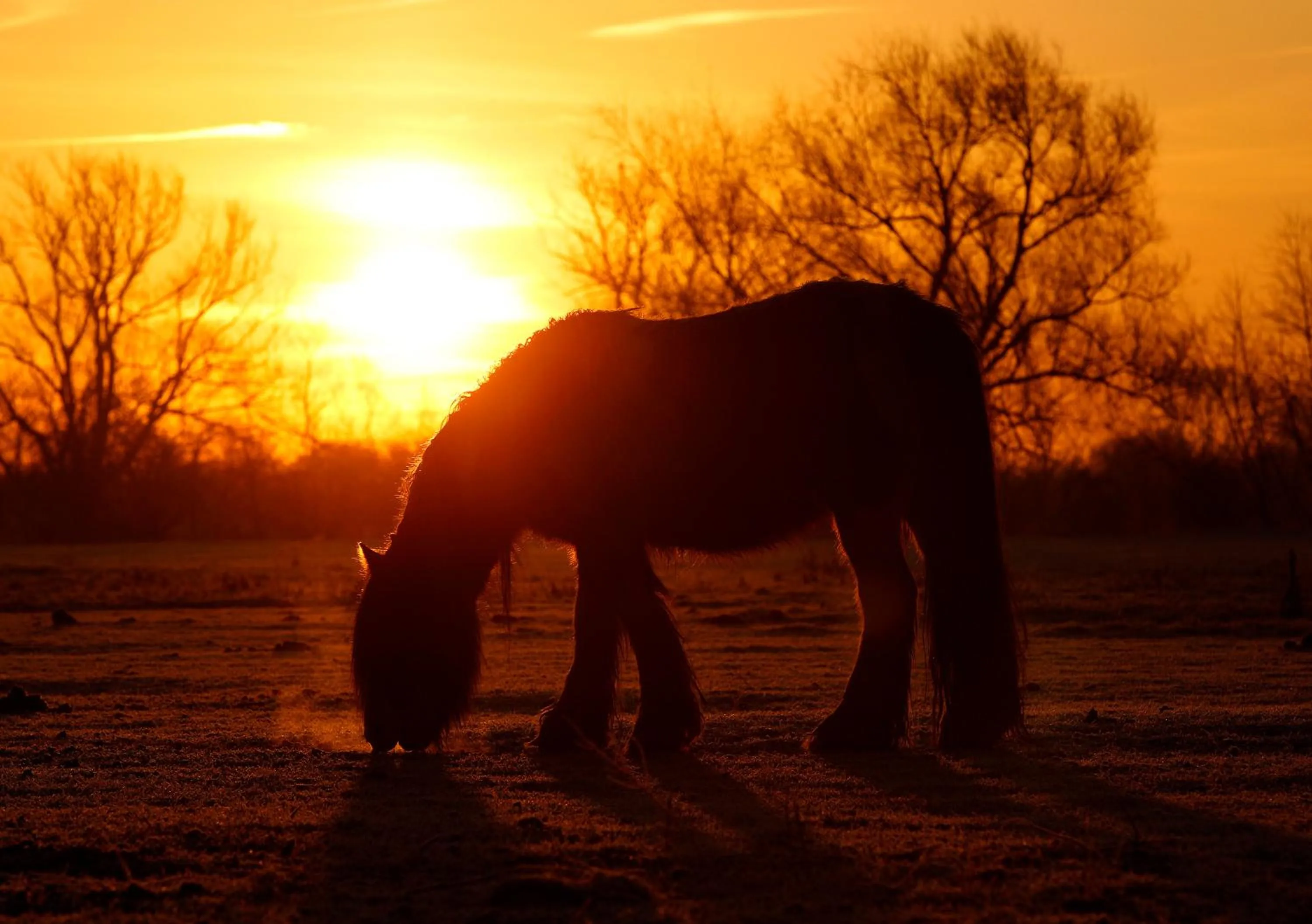 Pets in Relais Black Horse