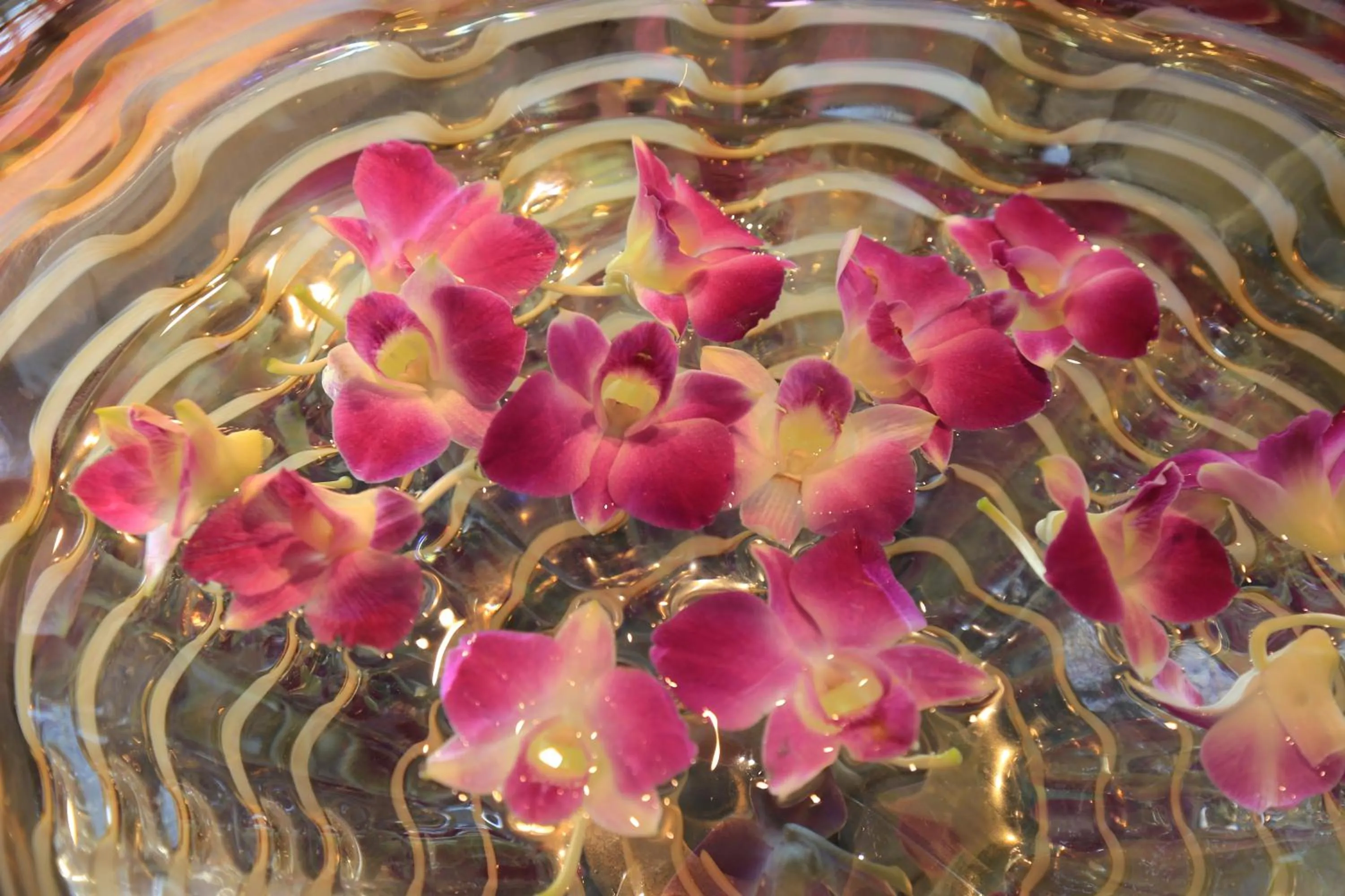 Sky Cuculu Ishigakijima