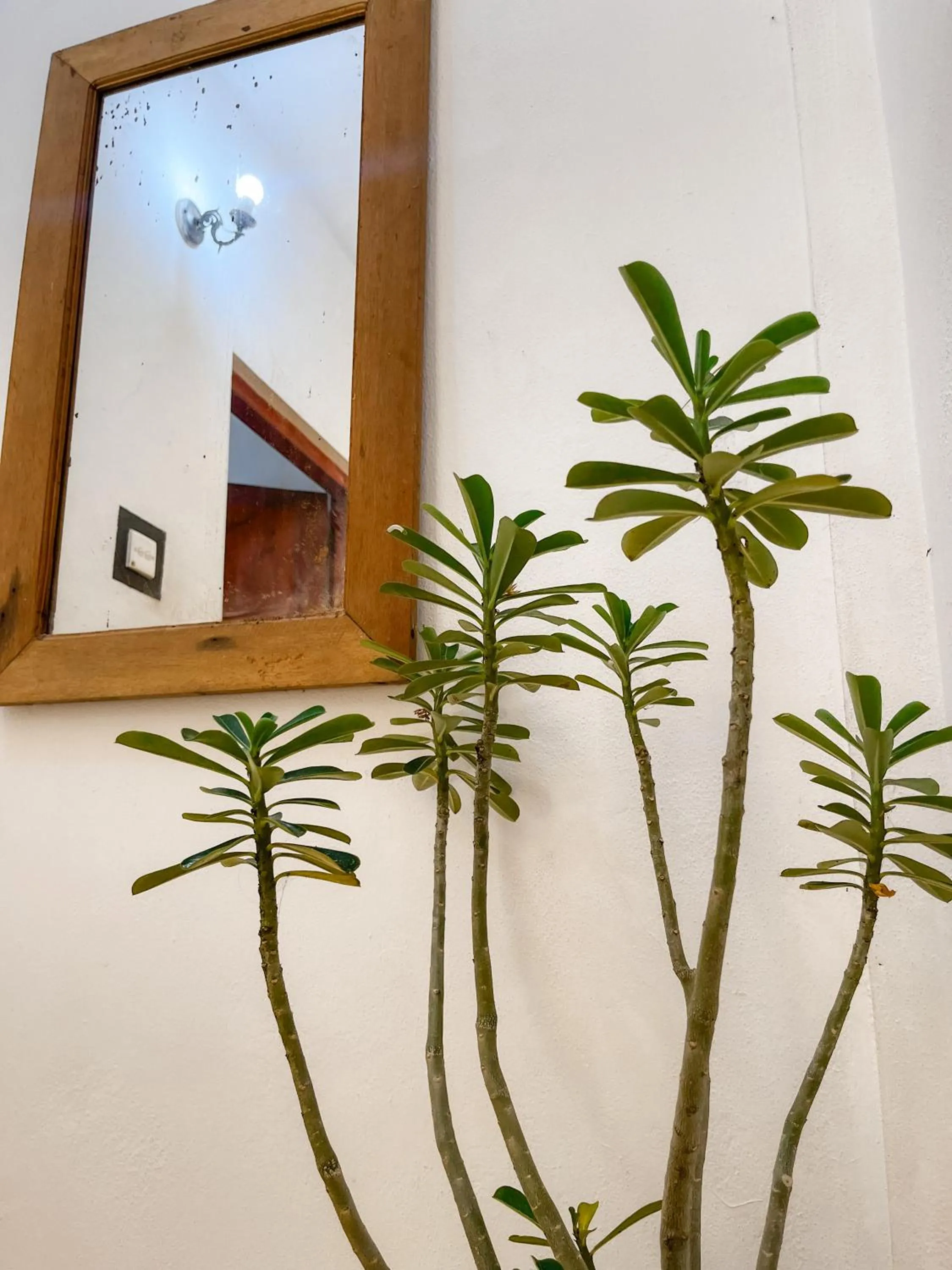 Decorative detail in Summer lodge-Tangalle