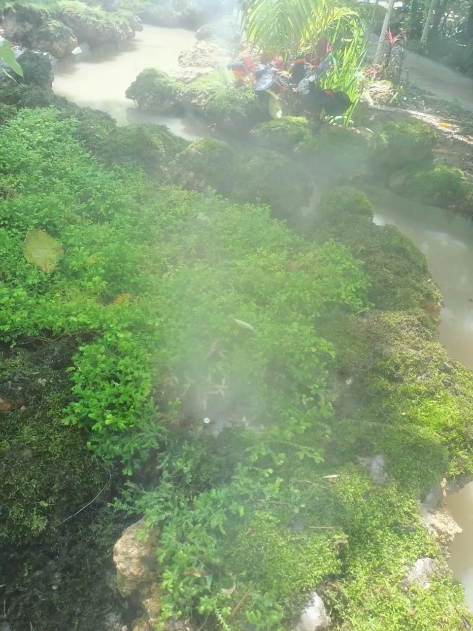 Garden in P.Paradise Hotel