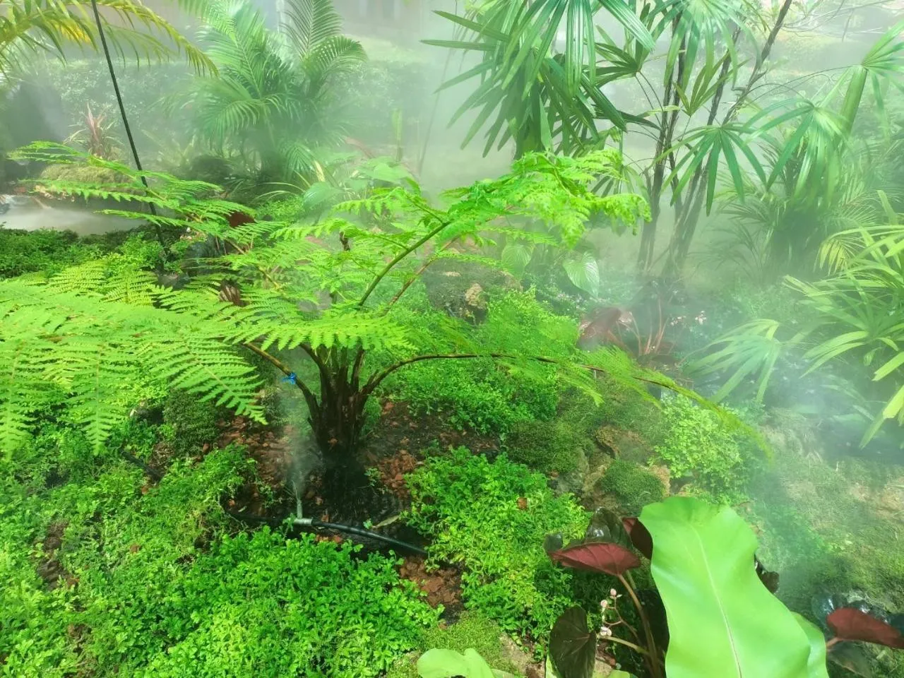 Garden in P.Paradise Hotel