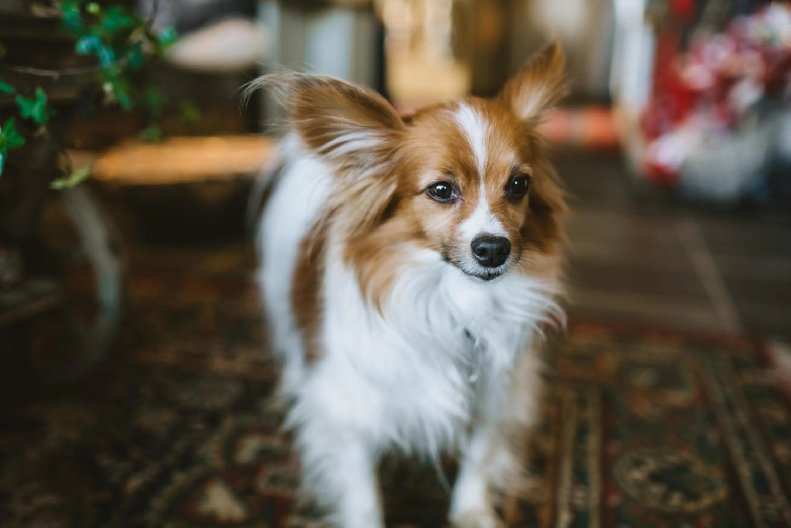 Pets in Blómasetrið Homestay