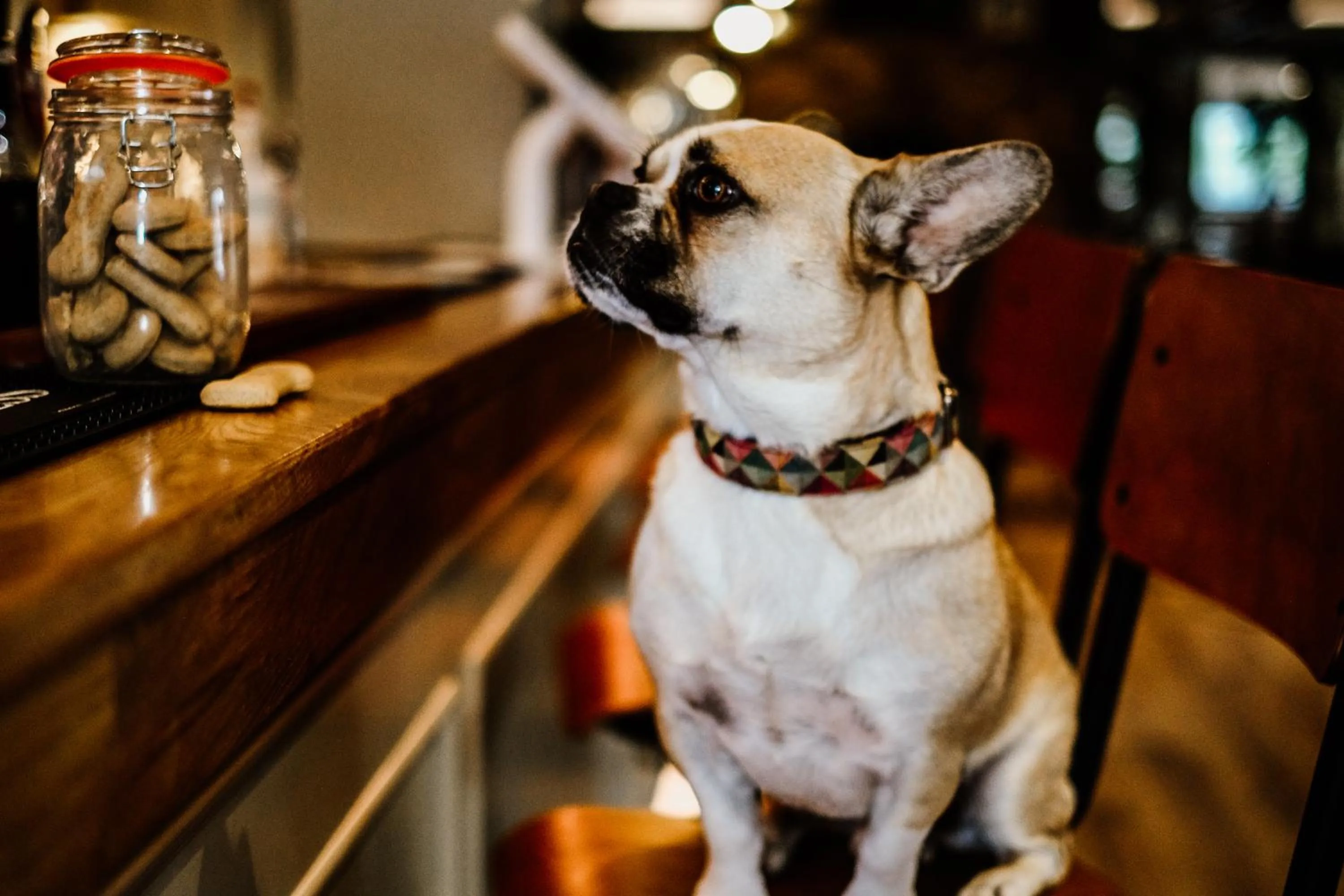 Pets in Dartmoor Lodge Hotel