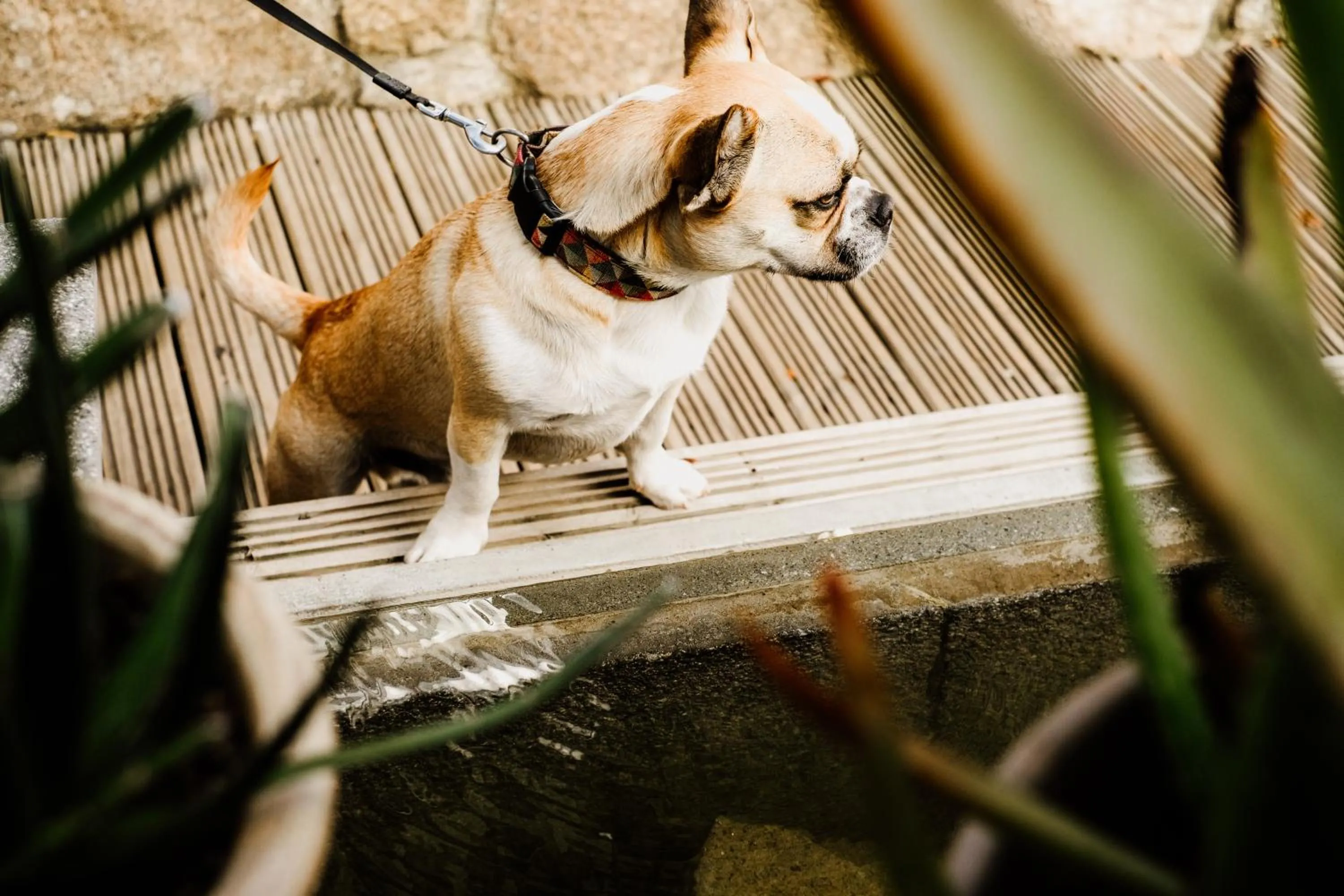 Pets in Dartmoor Lodge Hotel