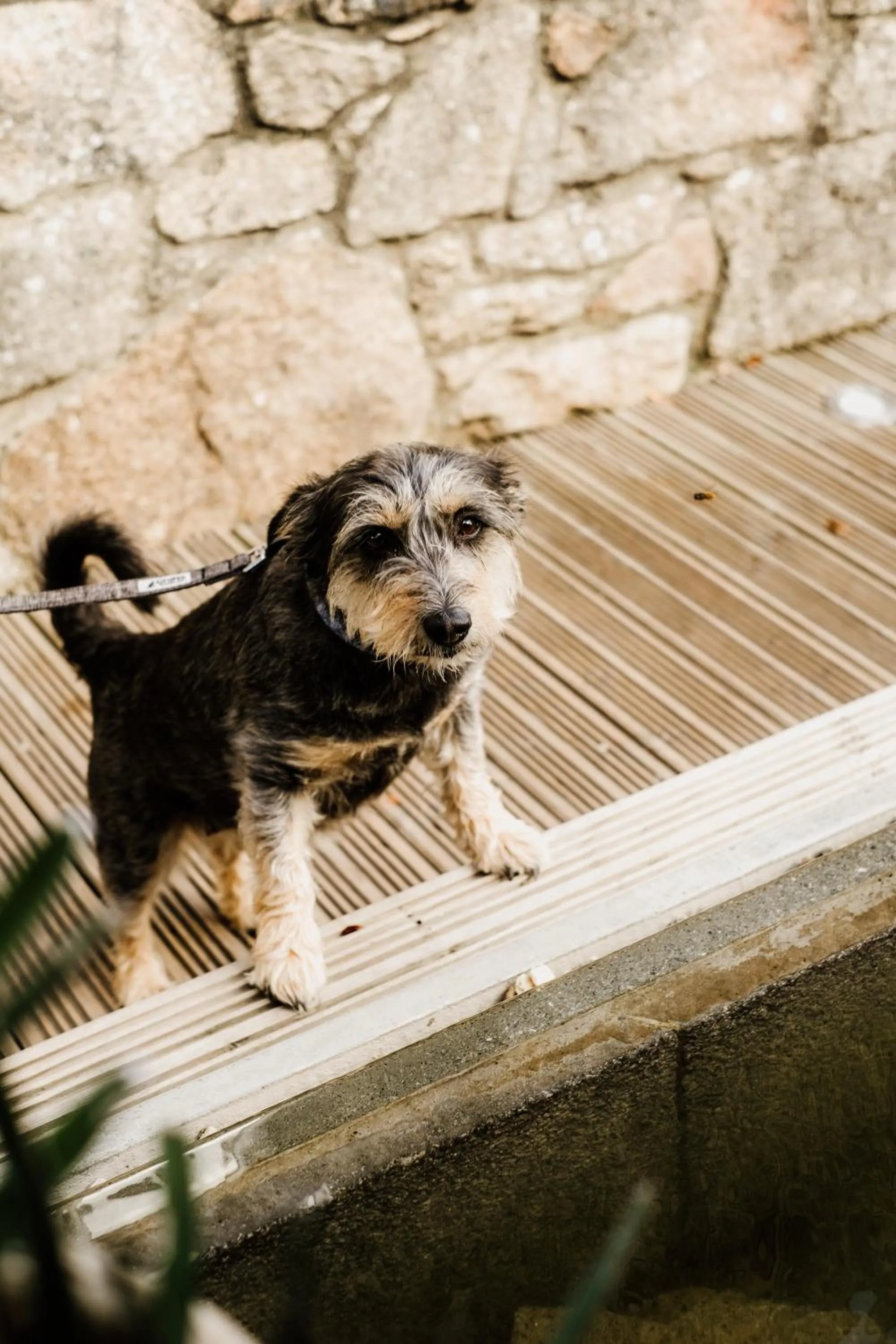 Pets in Dartmoor Lodge Hotel