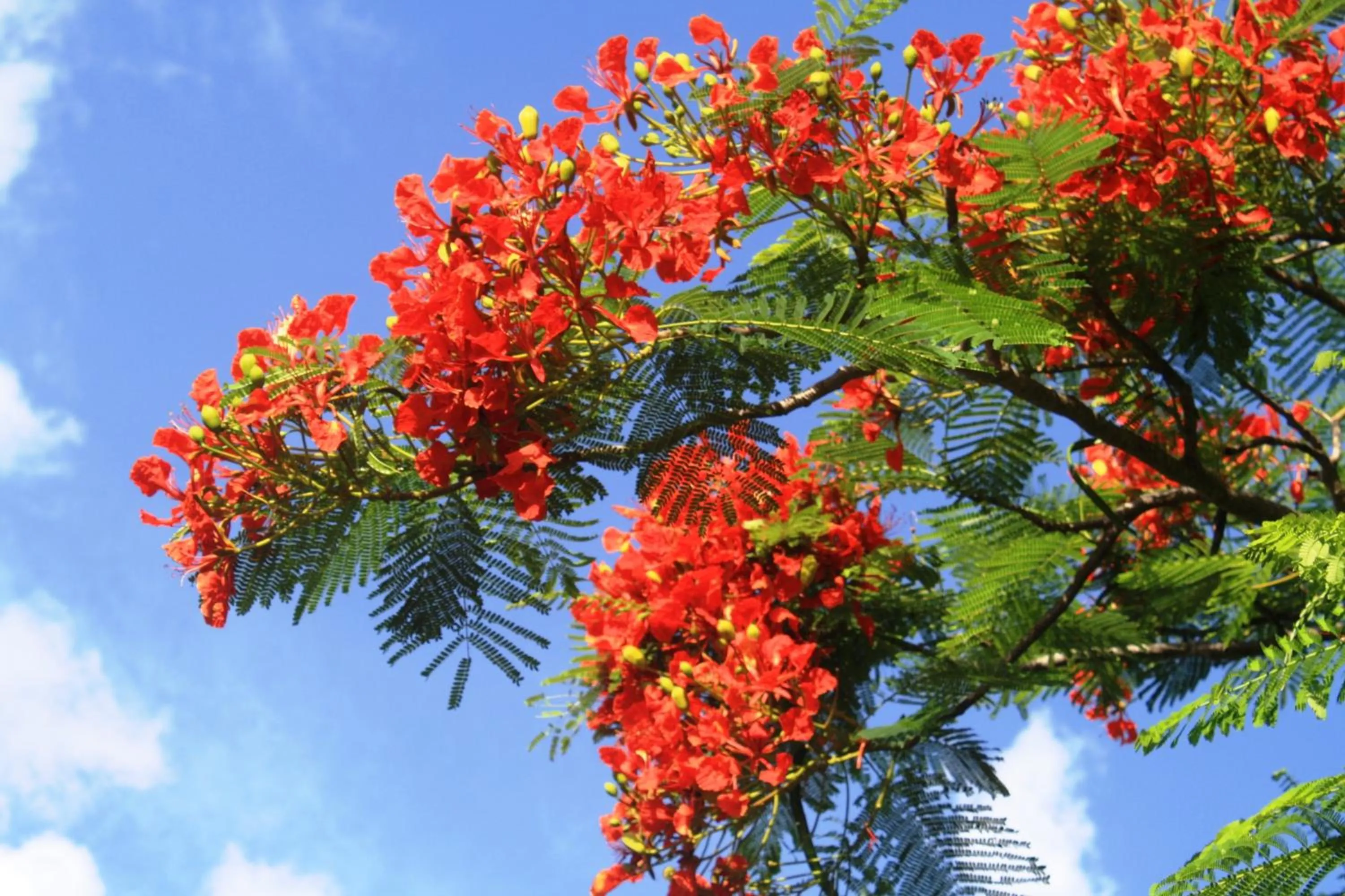 Other in Diani Marine Divers Village