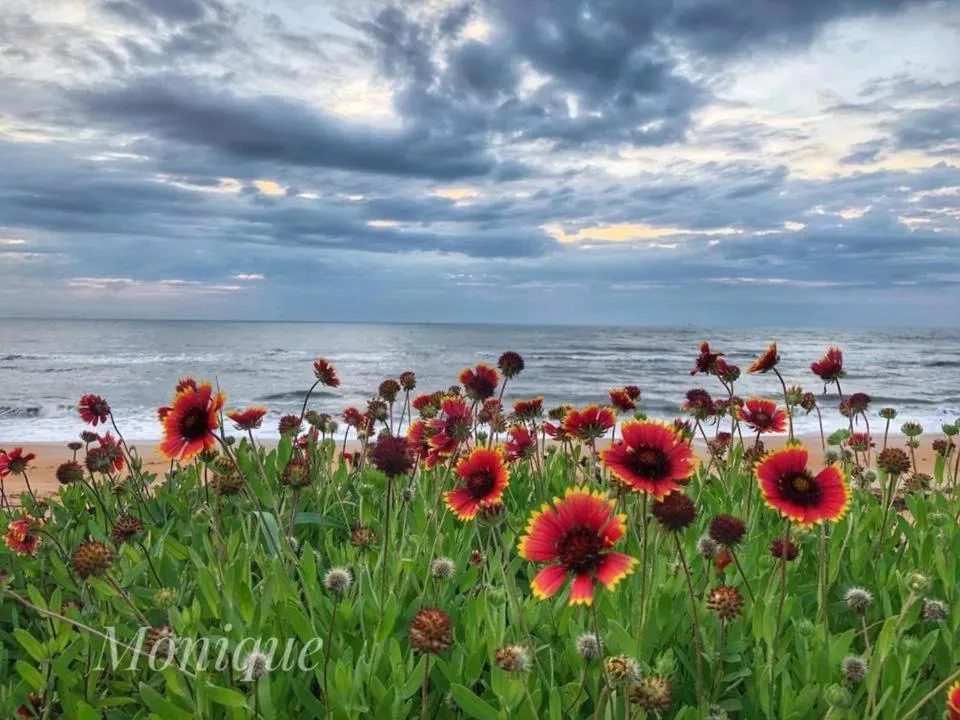 Natural landscape in The Beach House at Si Como No Inn