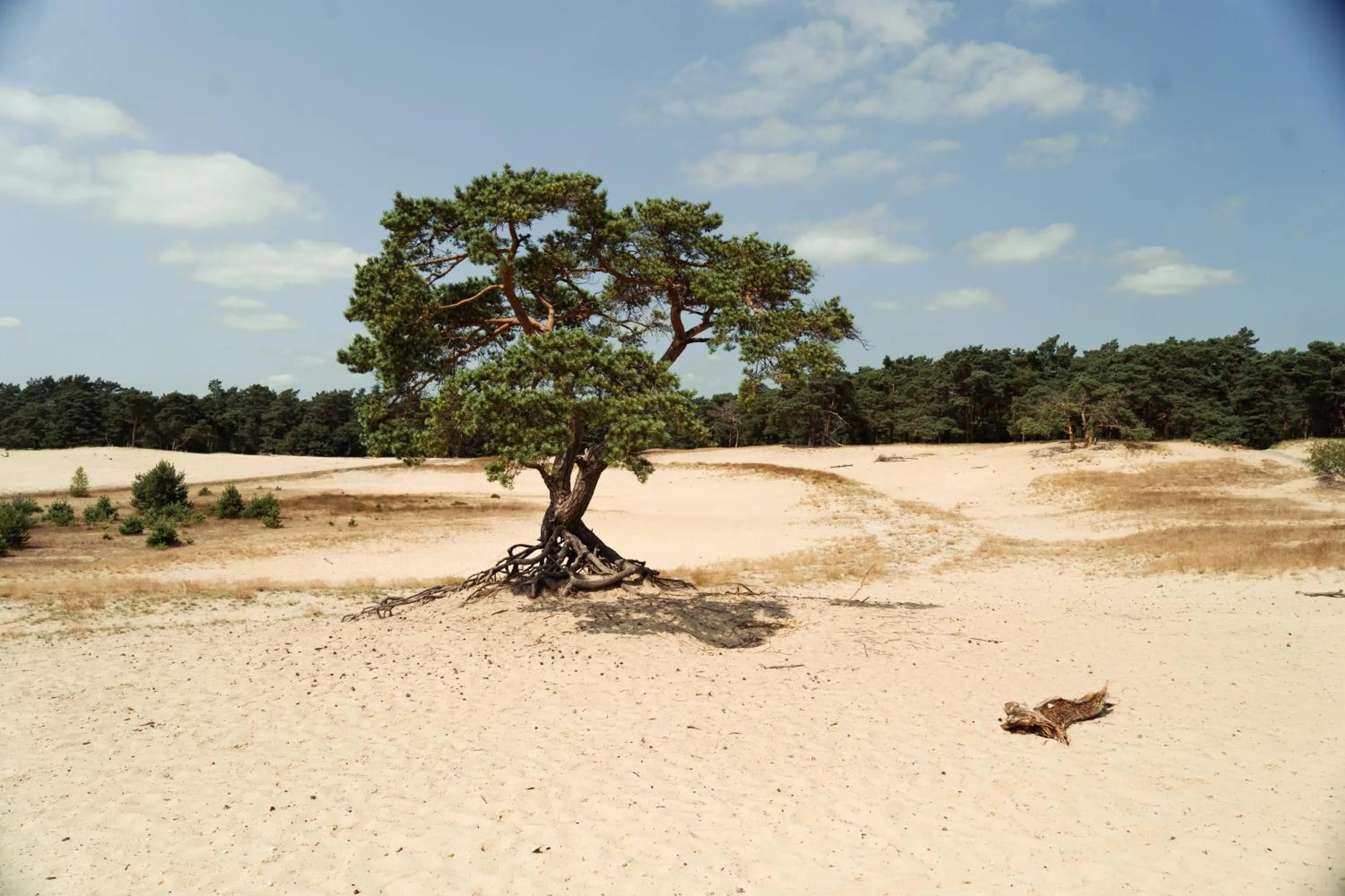 Natural landscape in Veluwe Hotel De Beyaerd