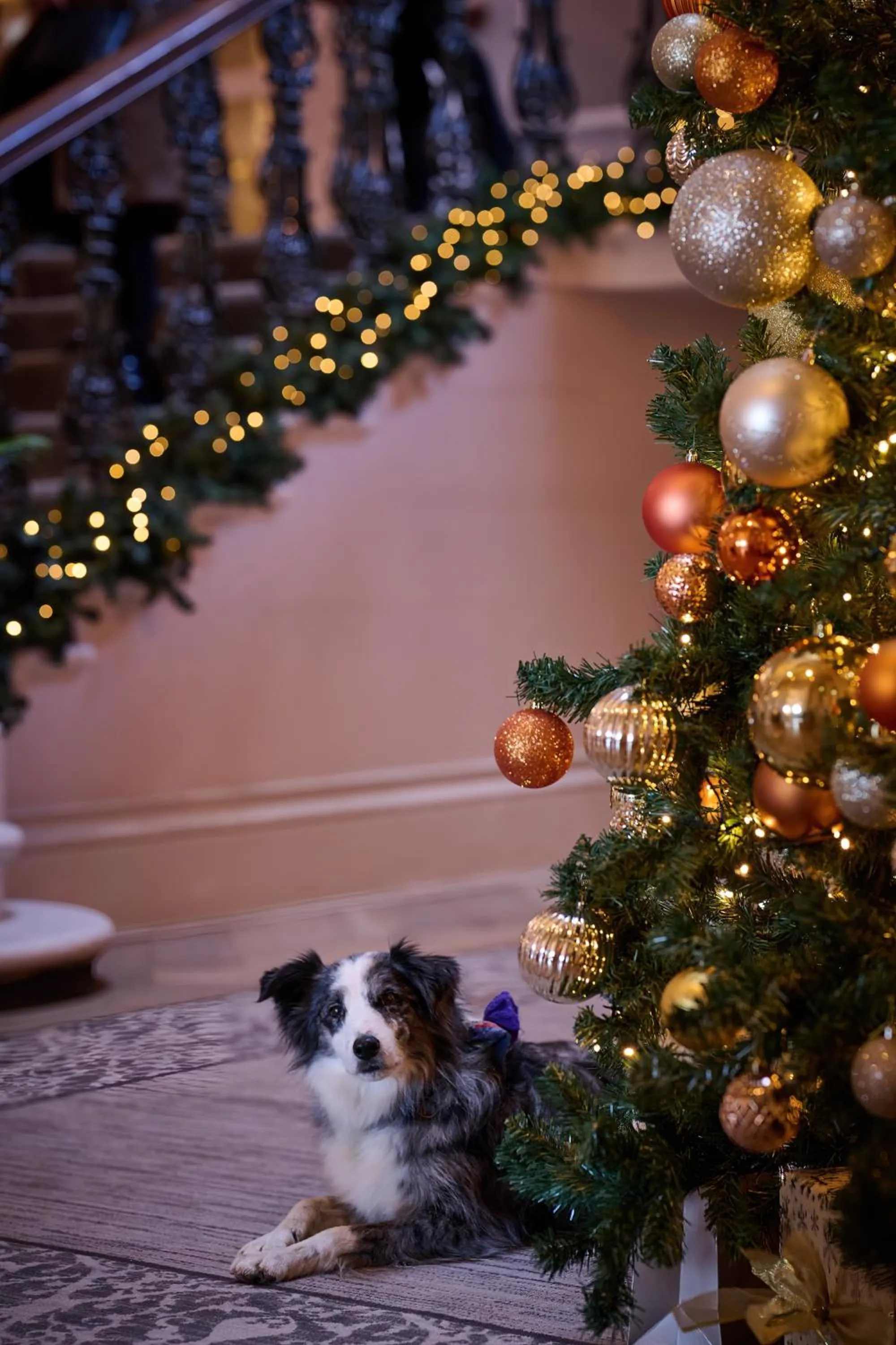 Pets in The Milner York