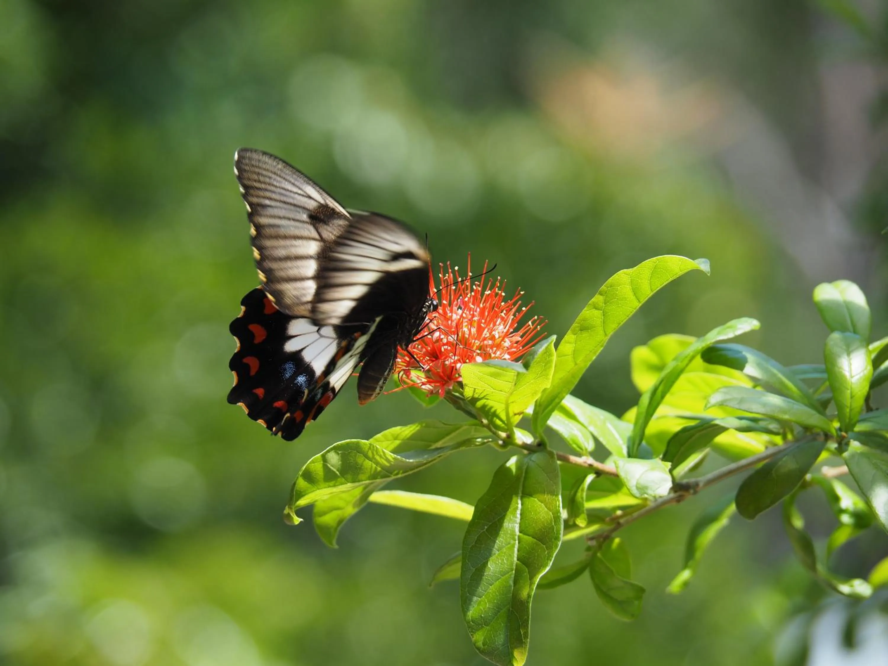 Garden in Sunbird Motel
