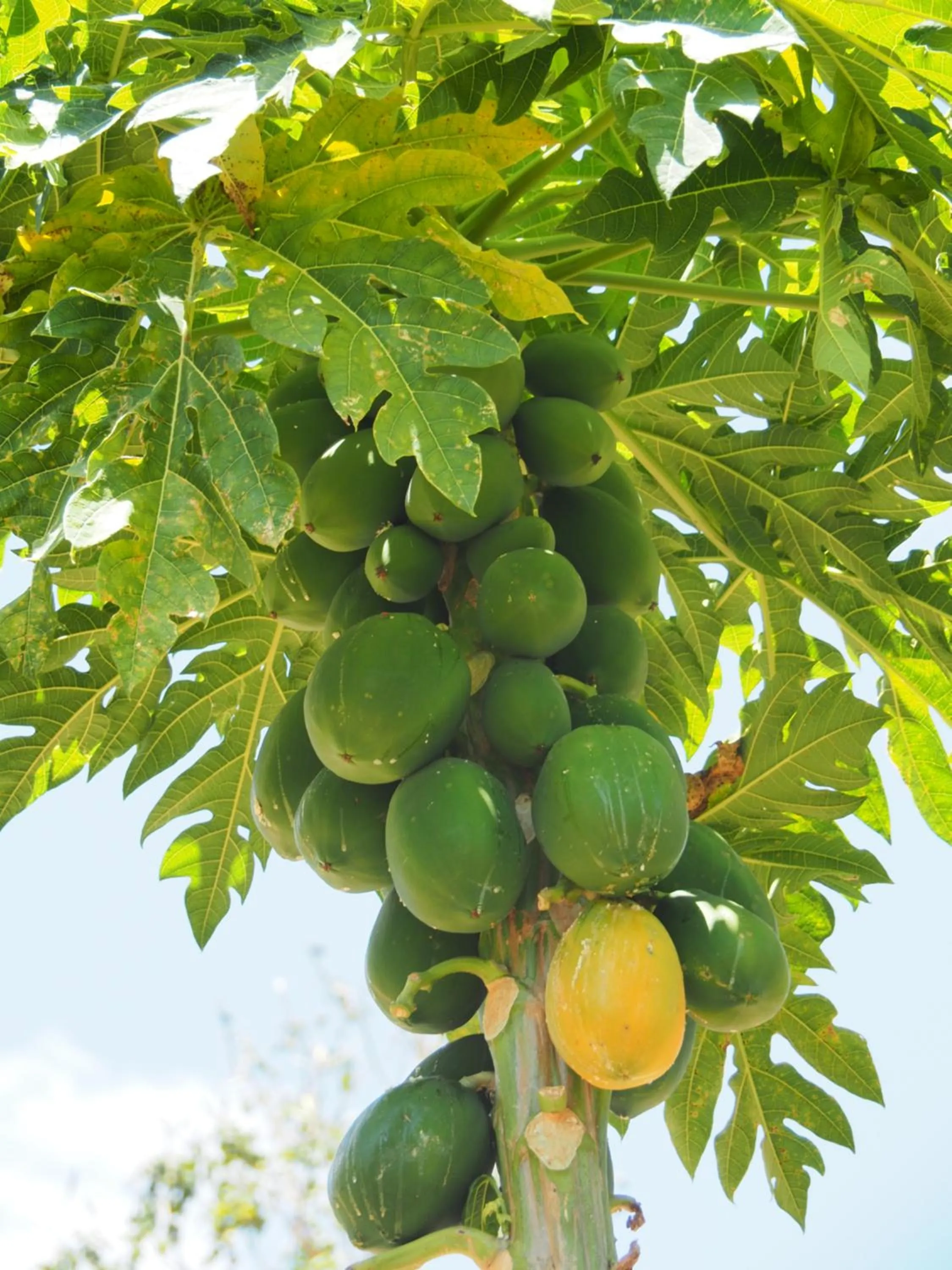 Garden in Sunbird Motel