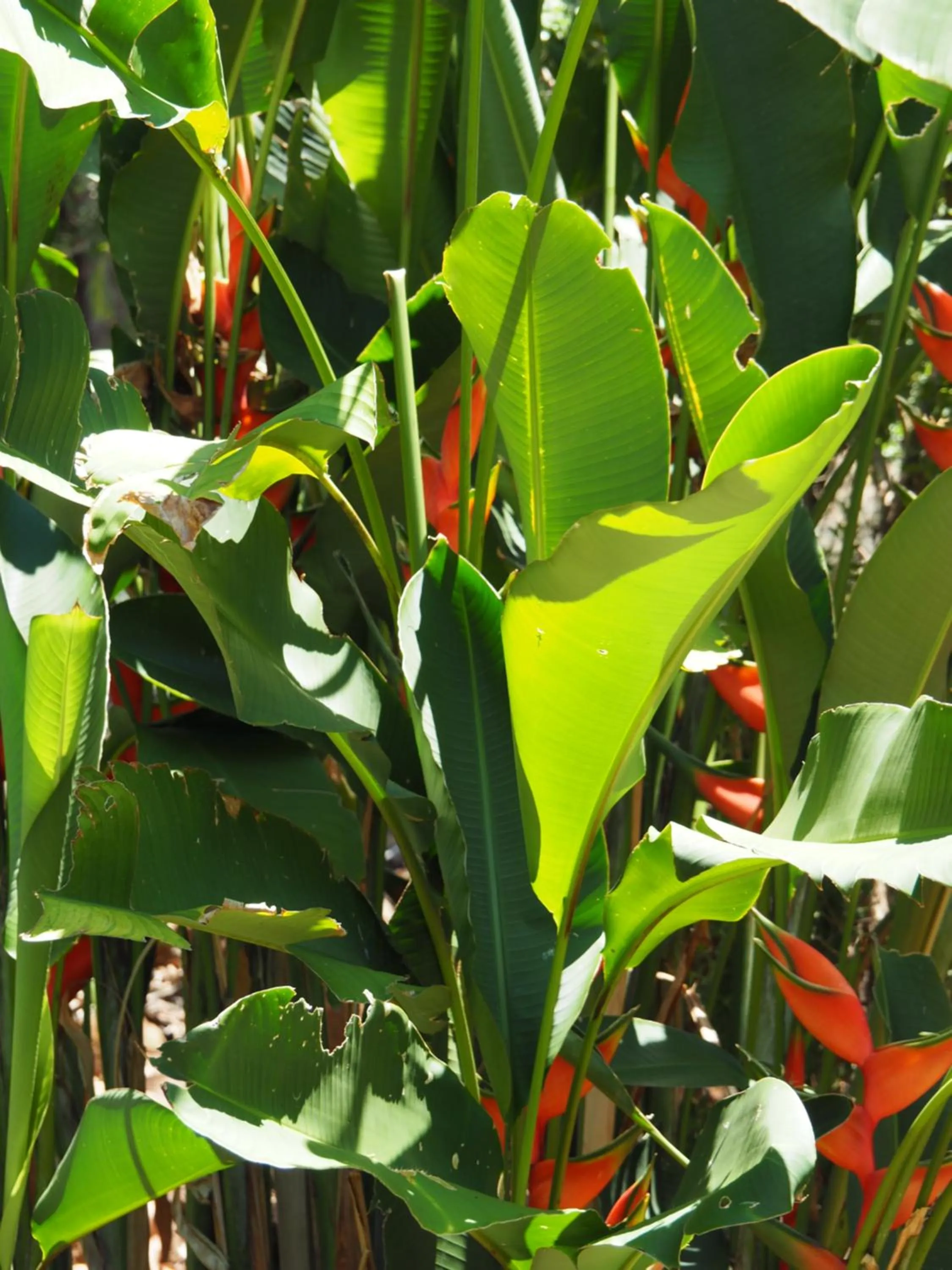 Garden in Sunbird Motel