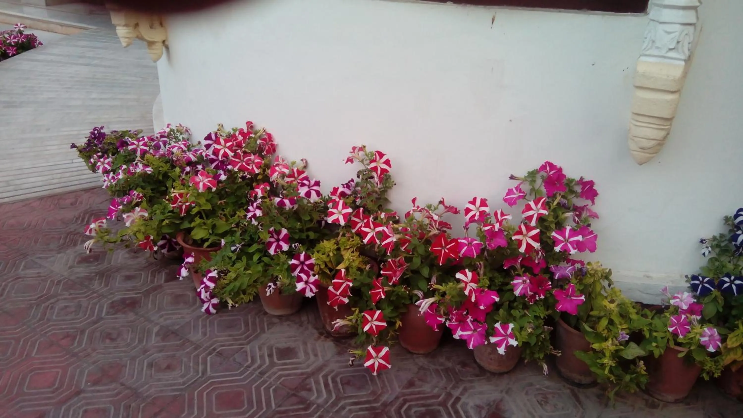 Garden in Hotel Meghniwas