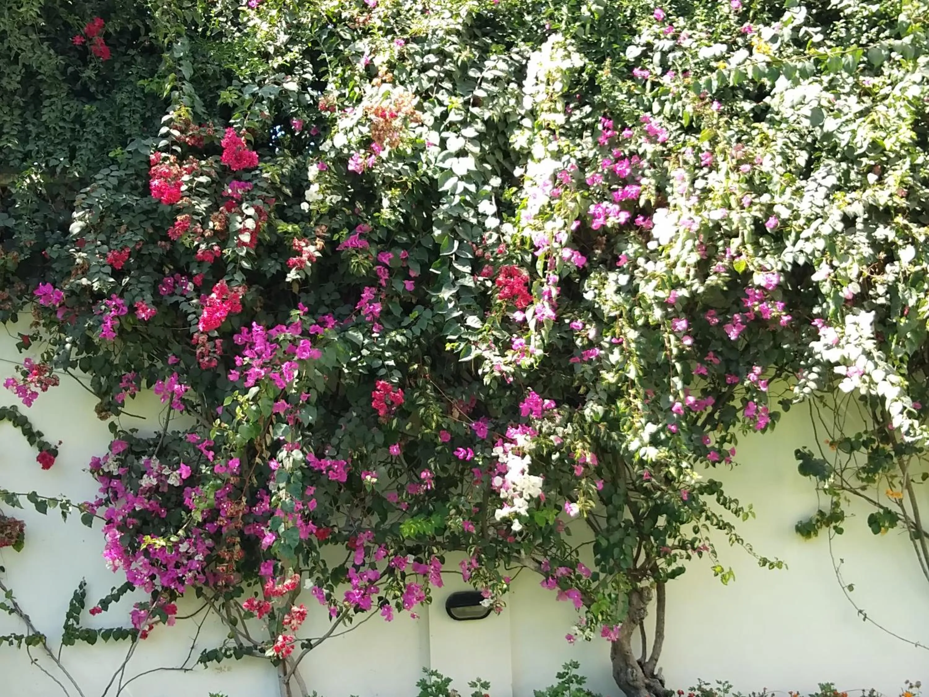 Garden in Hotel Meghniwas