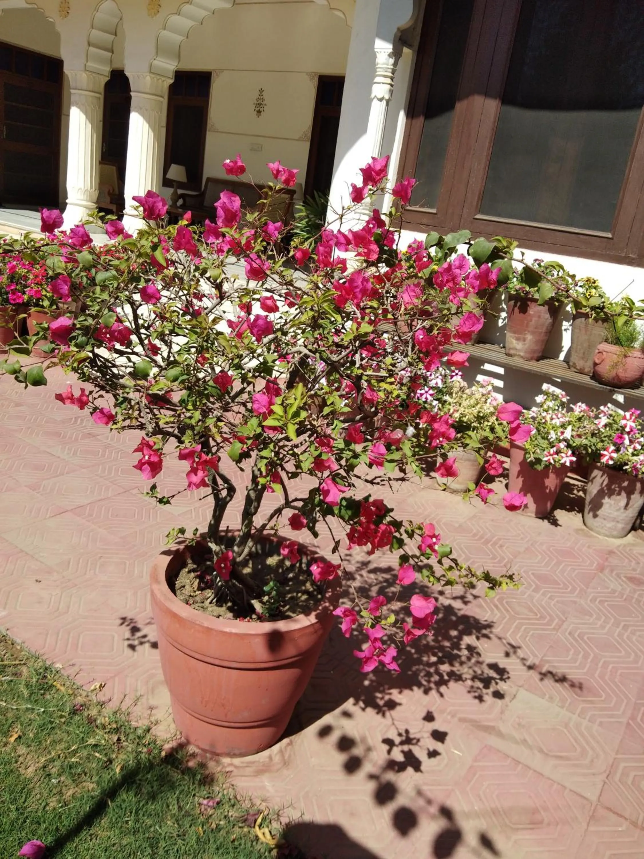 Garden in Hotel Meghniwas