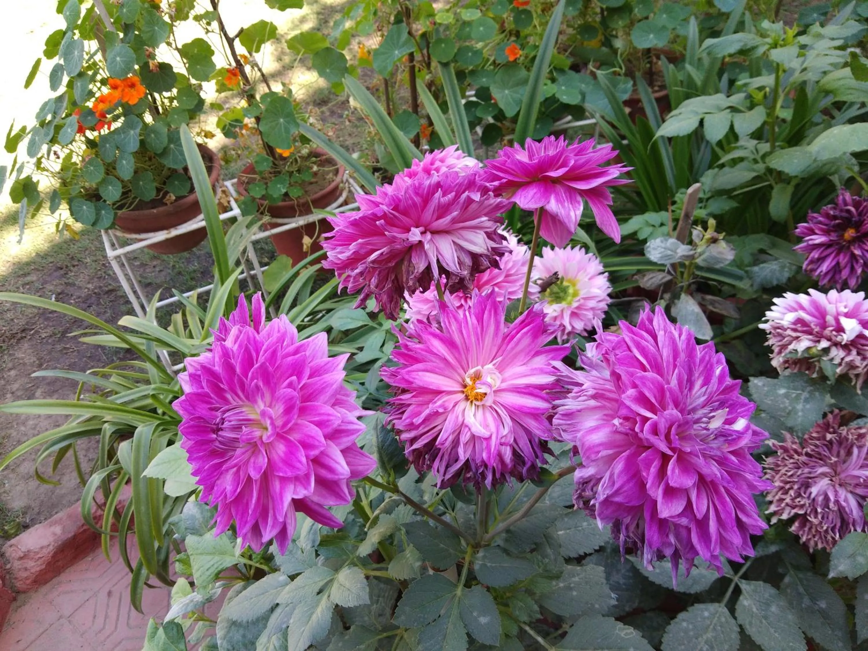 Garden in Hotel Meghniwas