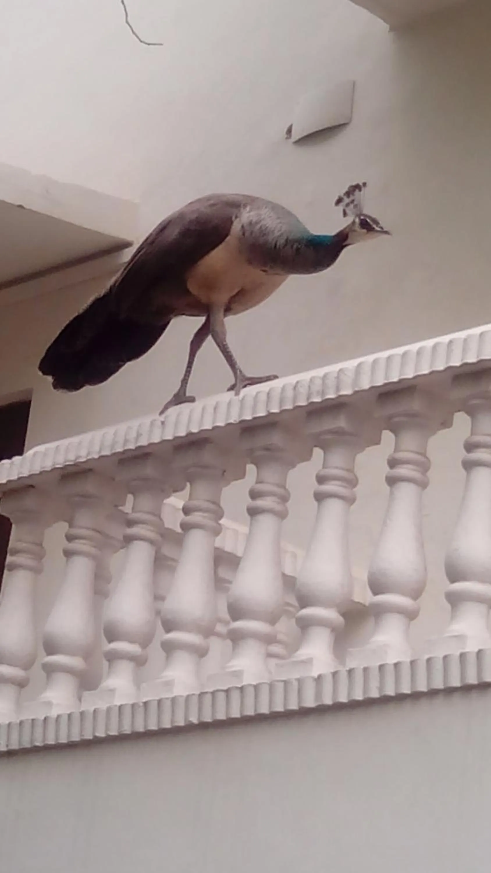 Balcony/Terrace in Hotel Meghniwas
