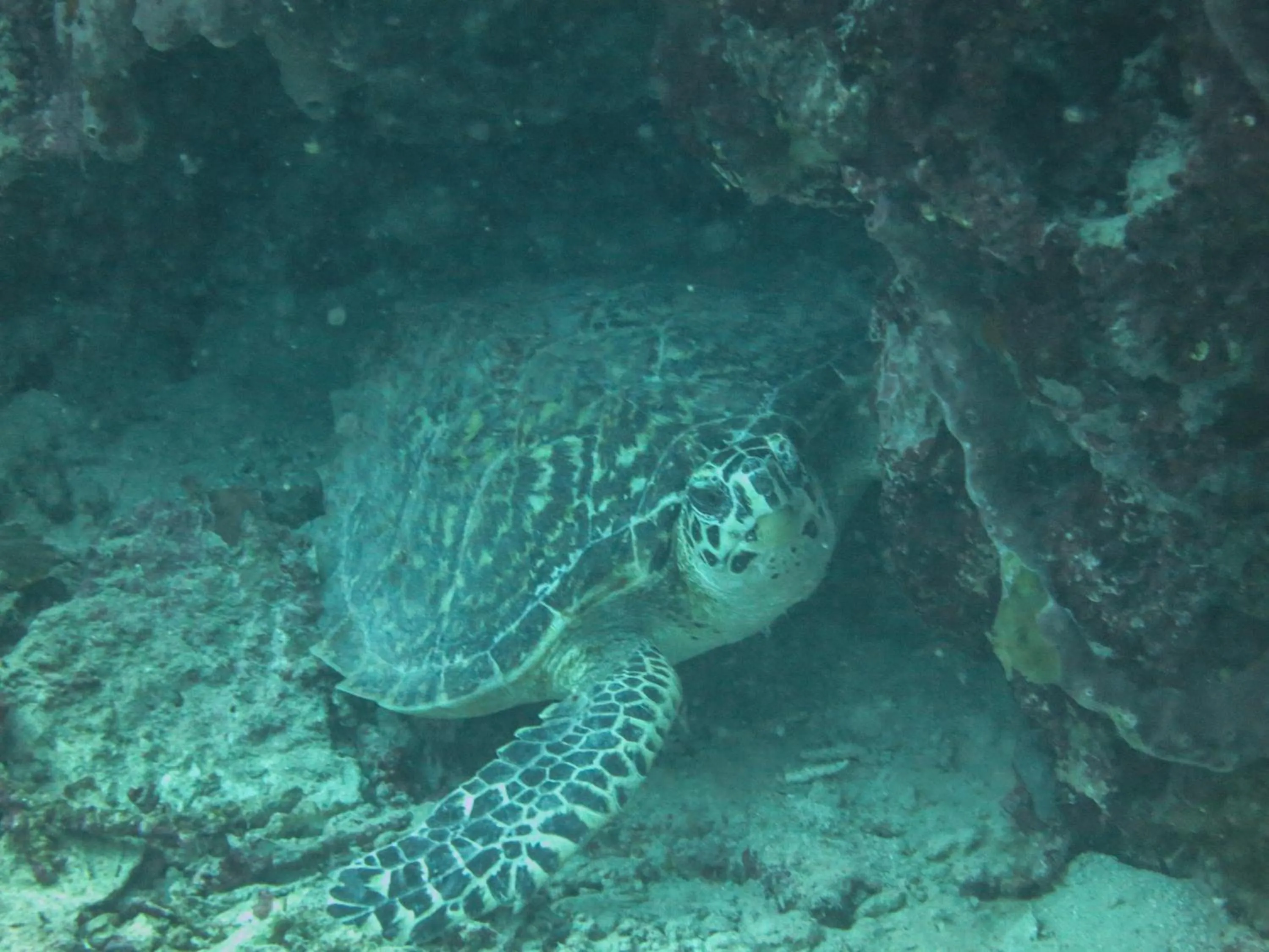 Snorkeling in HAKS Boutique B&B with Pool & Farm-to-Table Dining