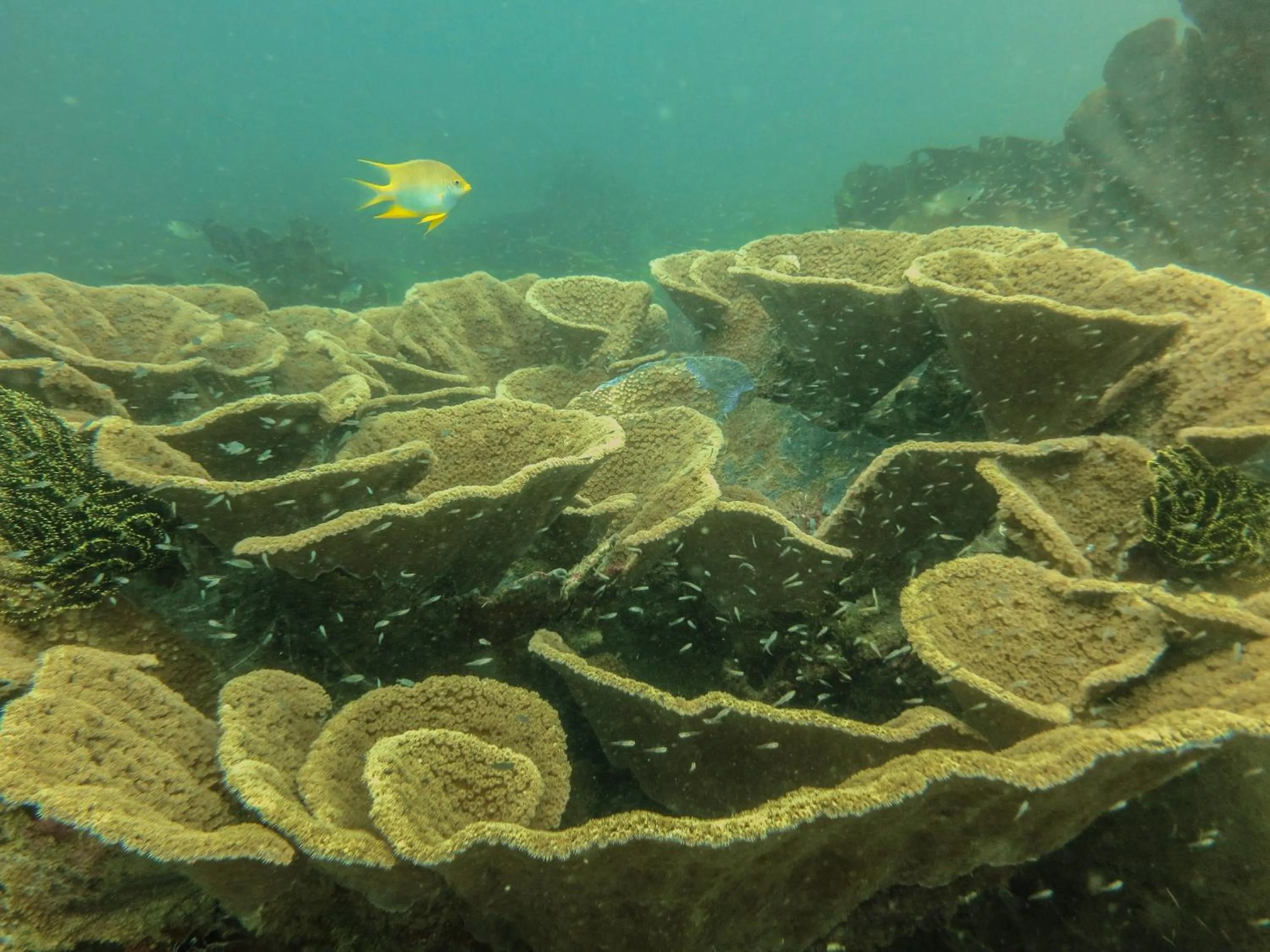 Snorkeling in HAKS Boutique B&B with Pool & Farm-to-Table Dining