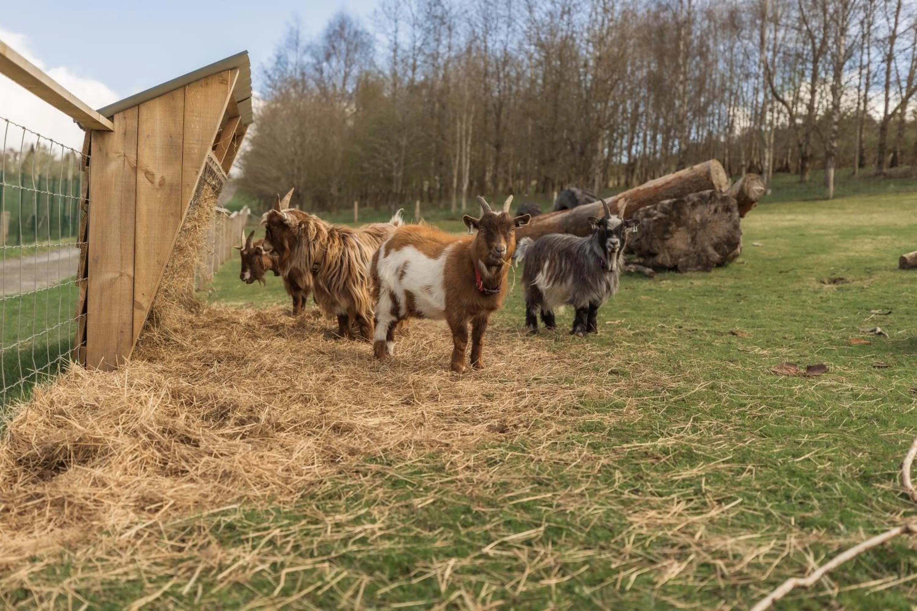 Animals in Crieff Hydro