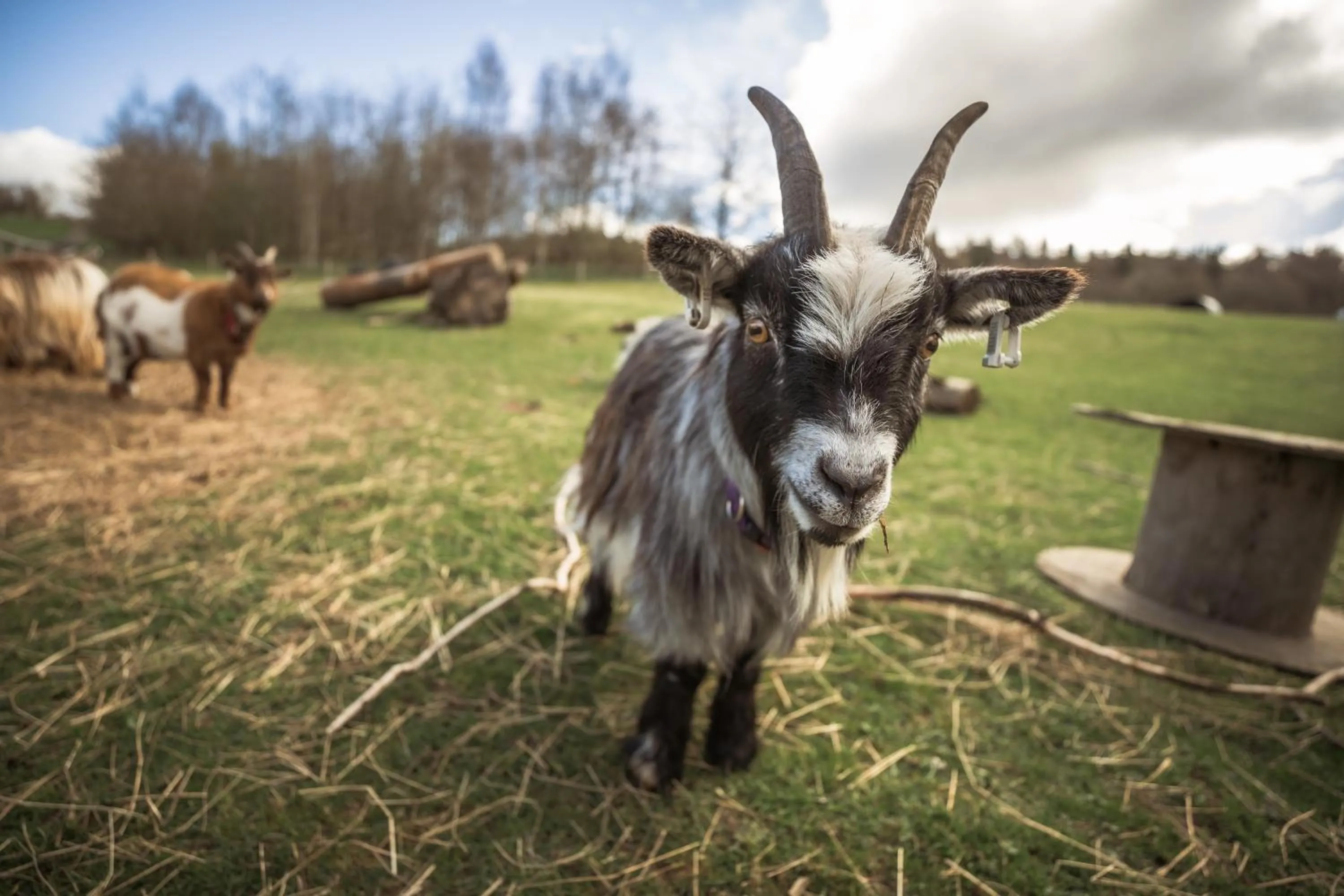 Animals in Crieff Hydro