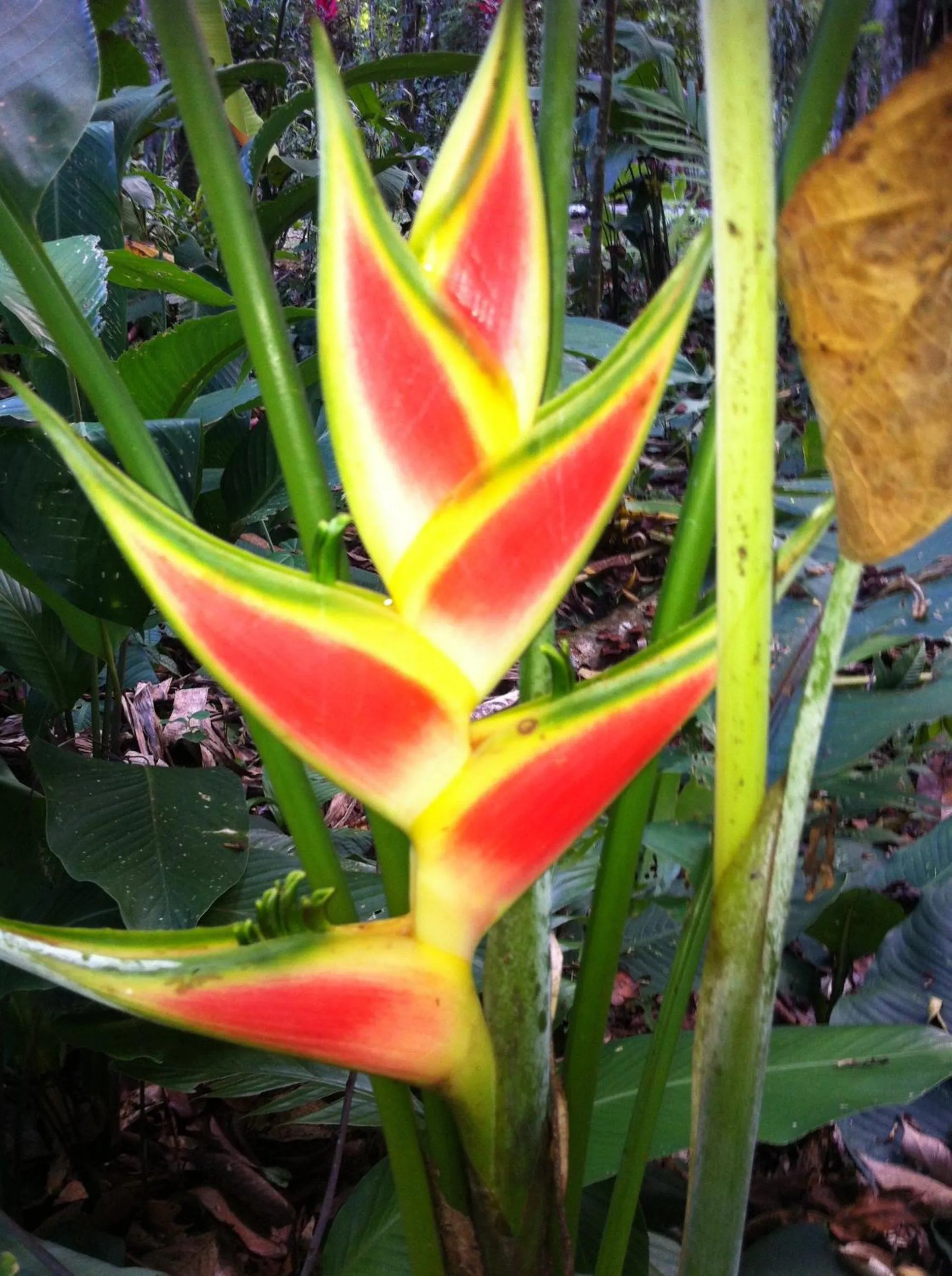 Spring in Mar Verde Lodge