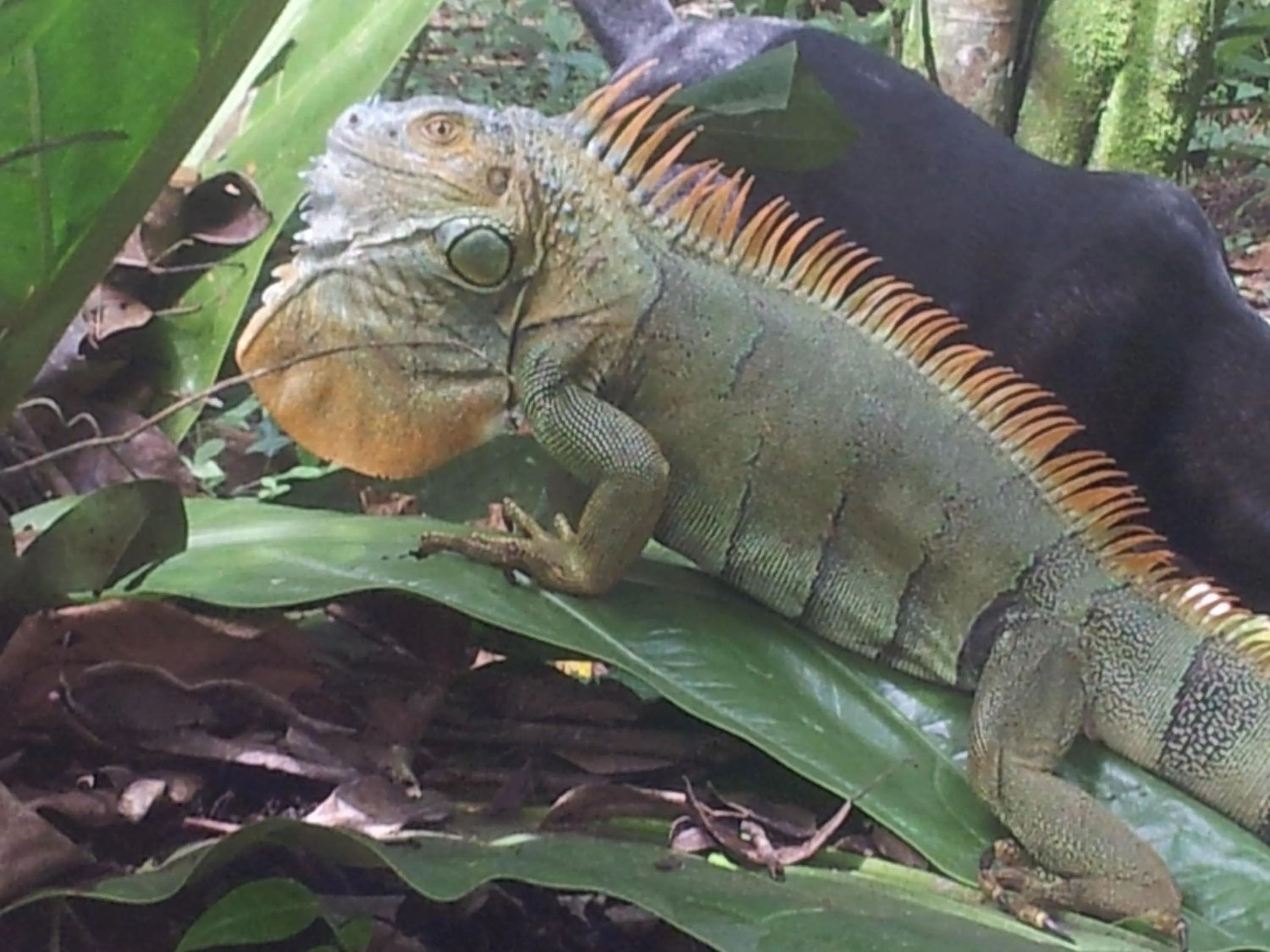 Animals in Mar Verde Lodge