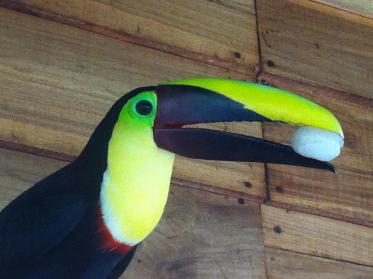 Animals in Mar Verde Lodge