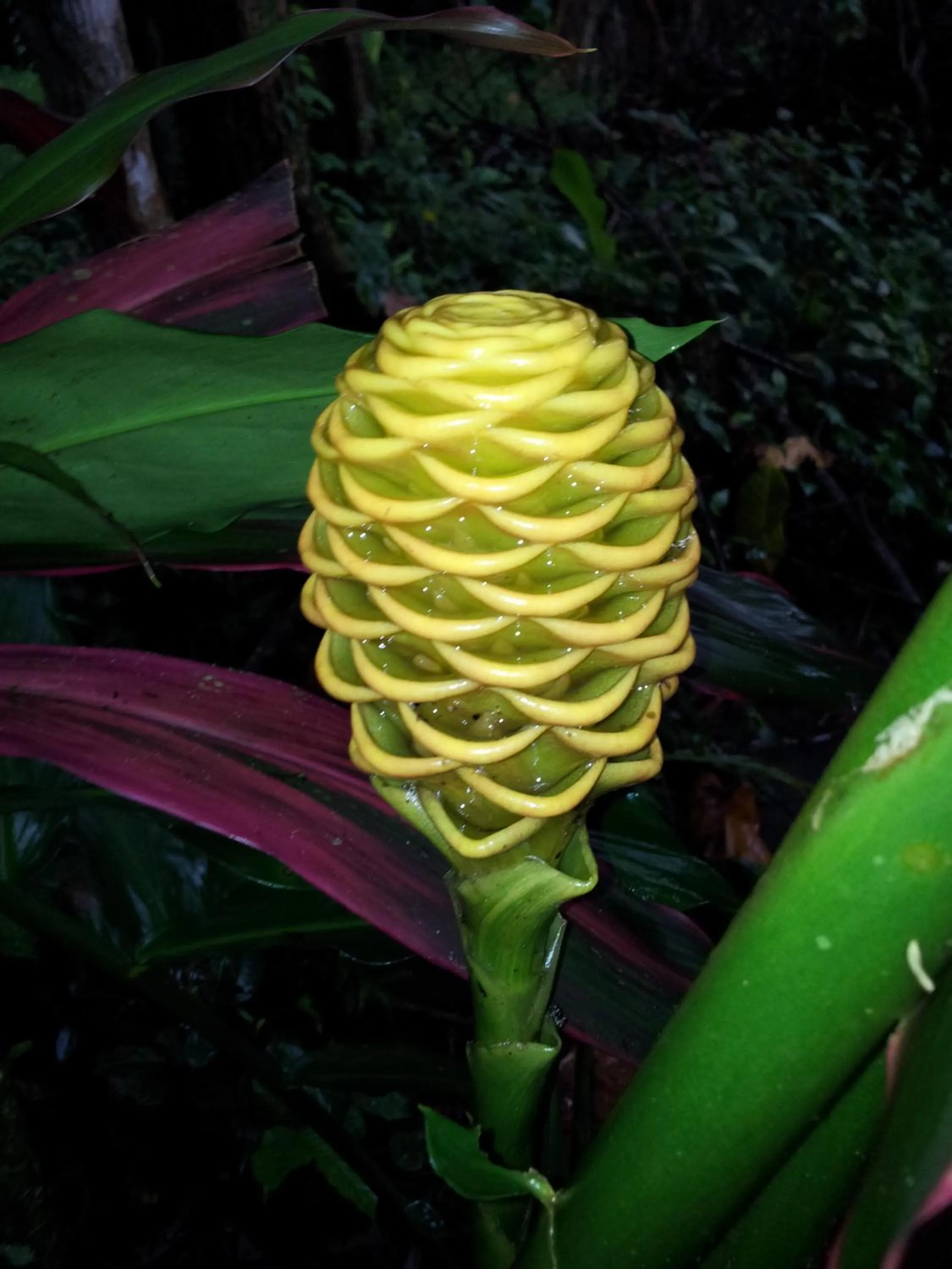 Spring in Mar Verde Lodge