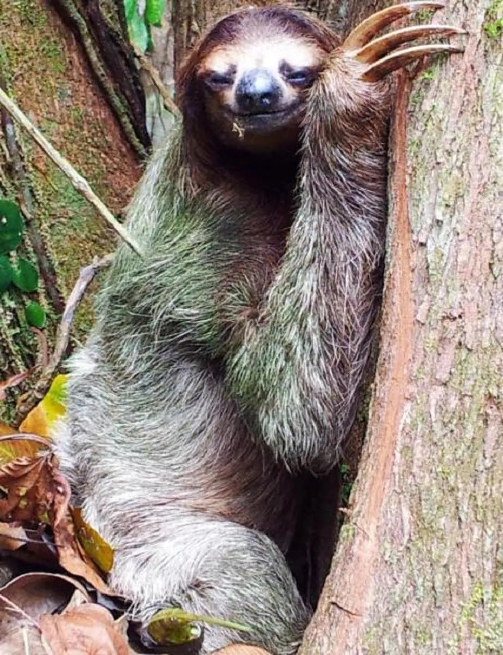 Animals in Mar Verde Lodge