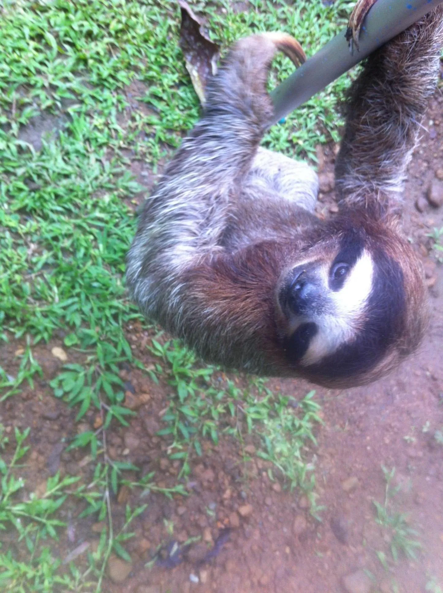 Animals in Mar Verde Lodge